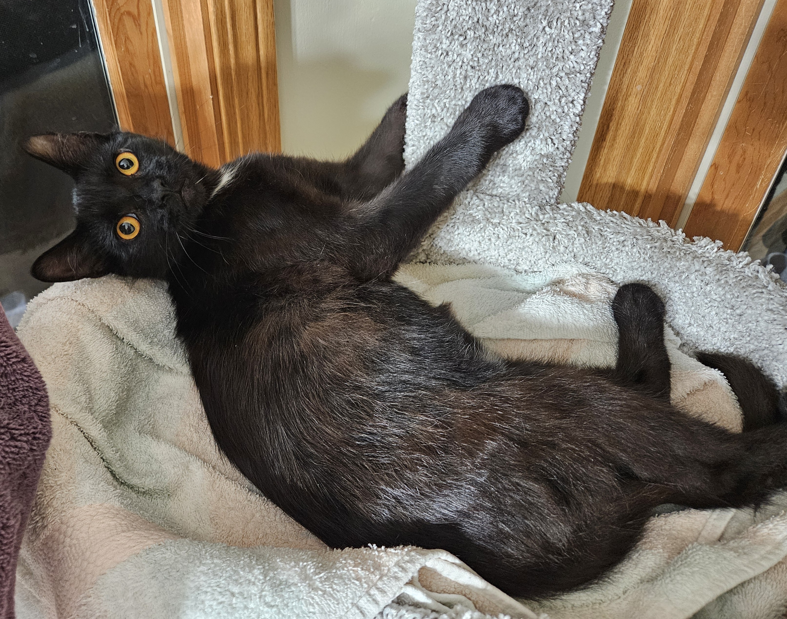 Iggy (and Ivy), an adoptable American Shorthair in Dekalb, IL, 60115 | Photo Image 1