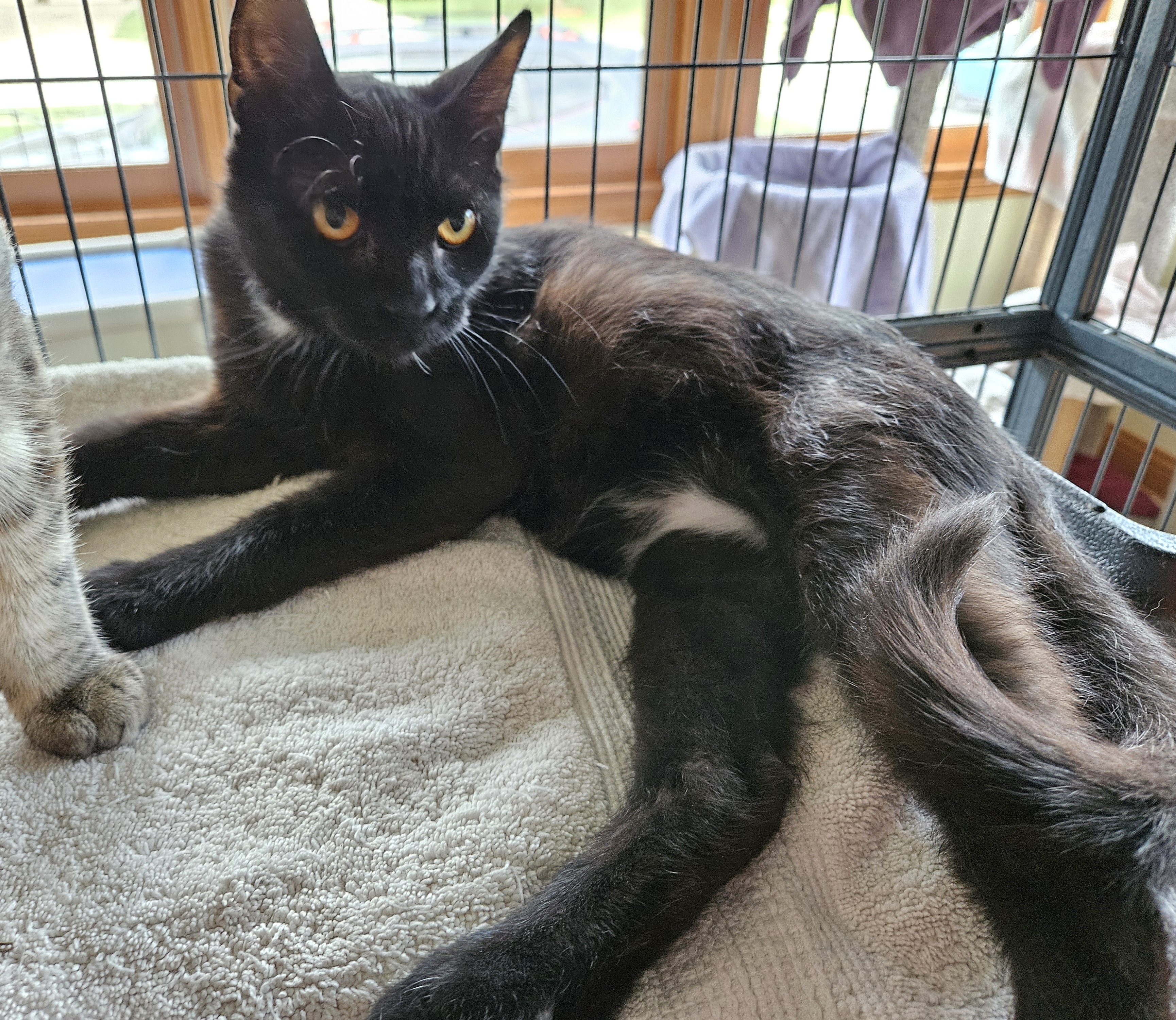 Iggy (and Ivy), an adoptable American Shorthair in Dekalb, IL, 60115 | Photo Image 3