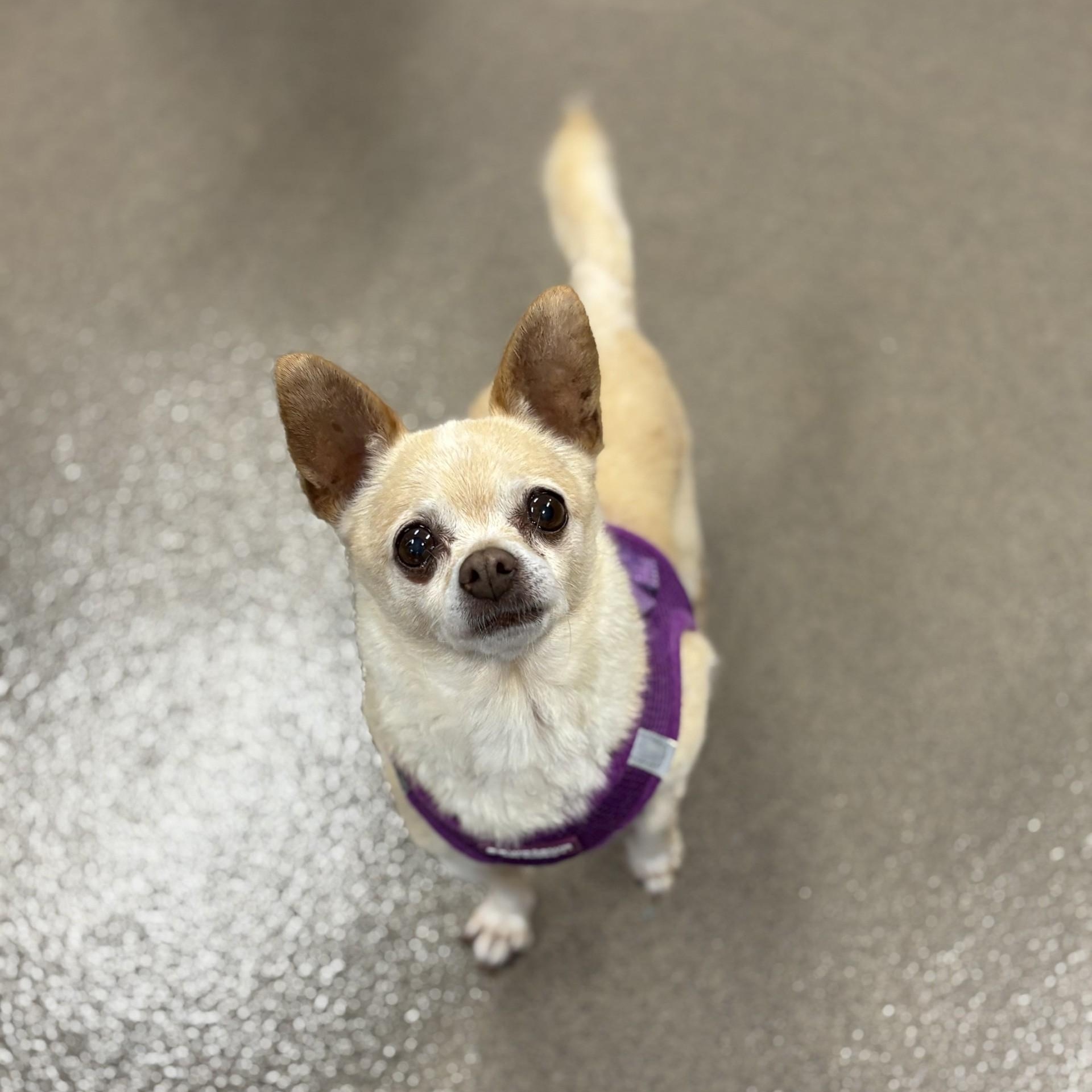 Ramen, a ADOPTABLE Chihuahua in Mount Juliet, TN image 2/2