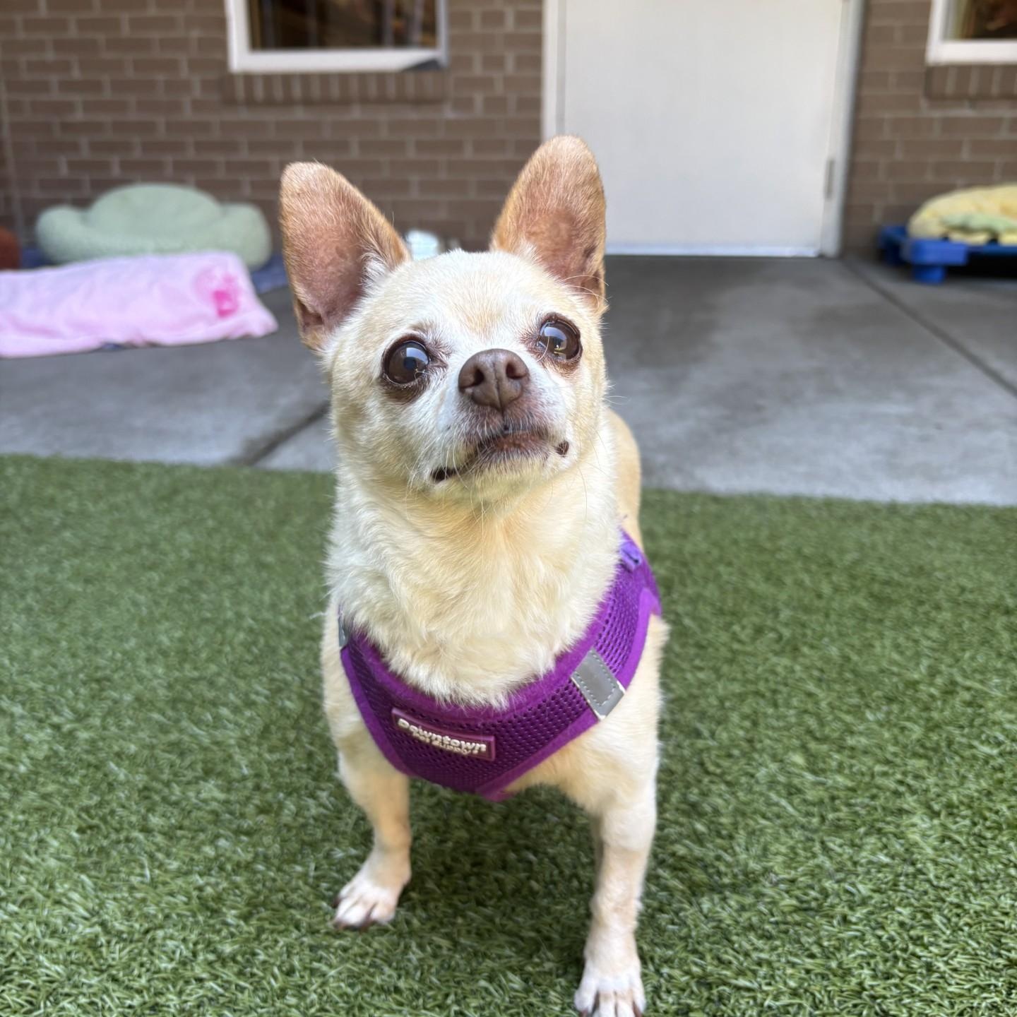 Ramen, ADOPTABLE, Senior Female Chihuahua.