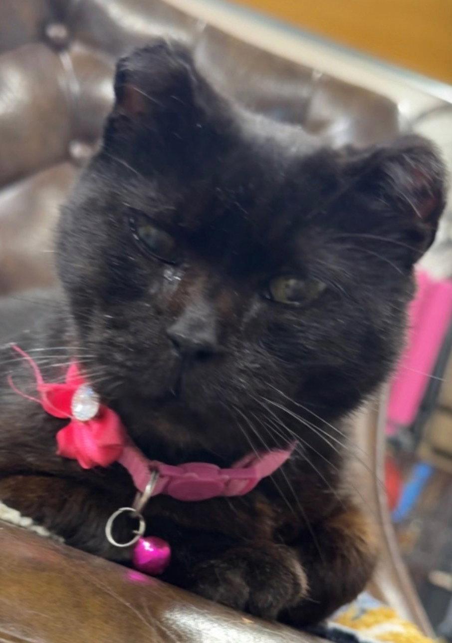 Amanda (Courtesy Listing), Adoptable, Young Female Domestic Short Hair.