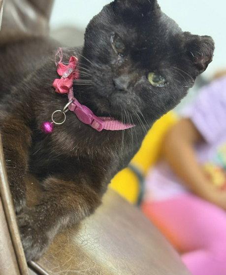 Enlarge Amanda (Courtesy Listing), a Adoptable Domestic Short Hair in Williamsburg, IA image 2/3
