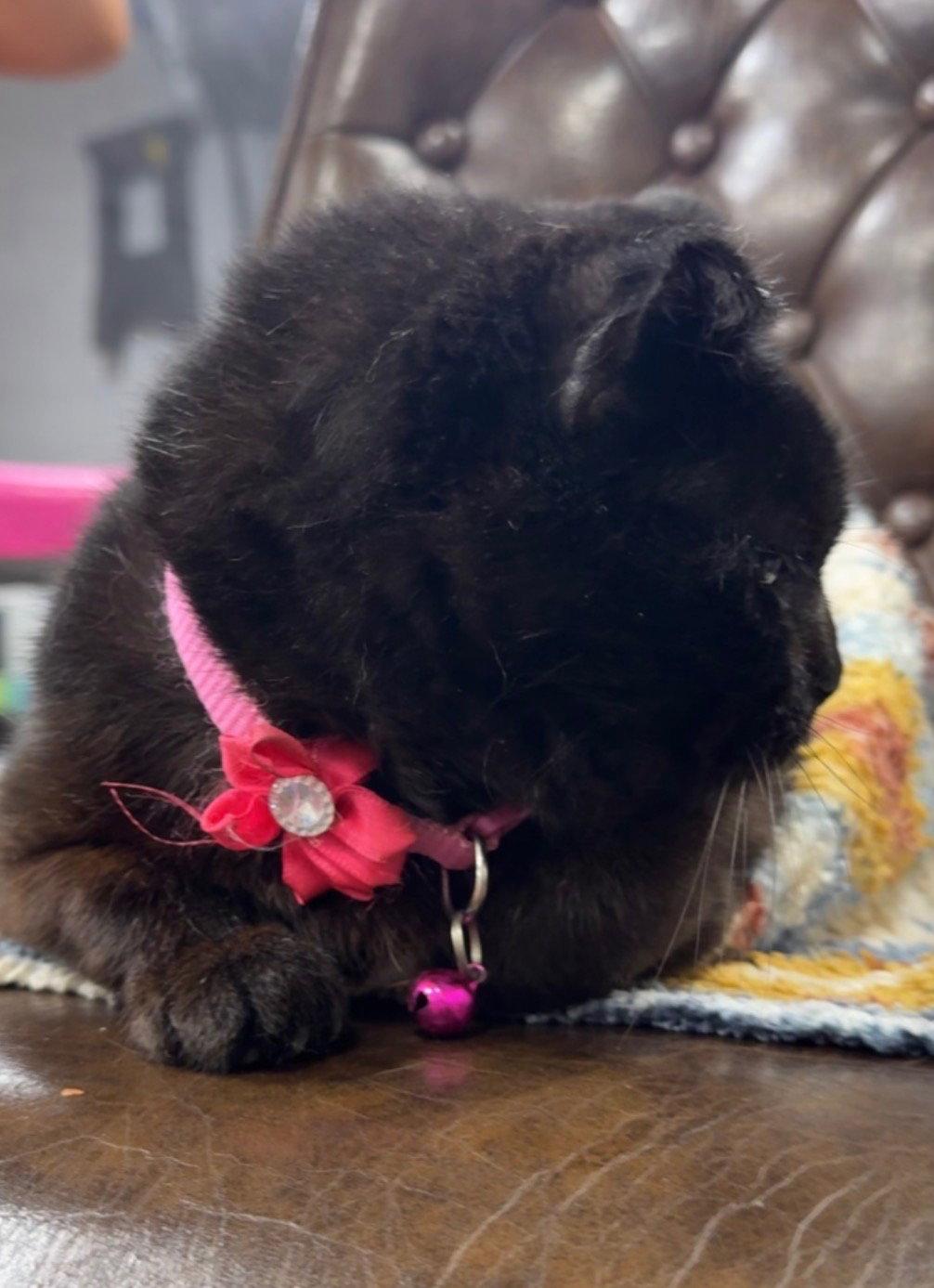 Enlarge Amanda (Courtesy Listing), a Adoptable Domestic Short Hair in Williamsburg, IA image 3/3