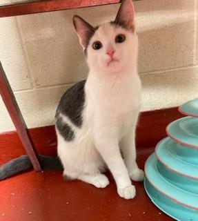 Enlarge Ocean Spray, a Adoptable Domestic Short Hair in Mason City, IA image 1/3