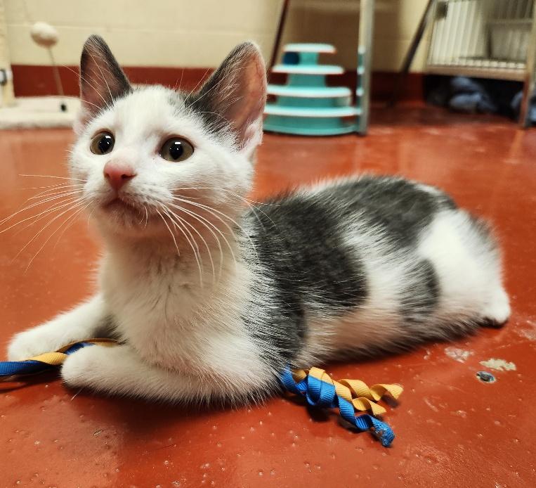 Enlarge Ocean Spray, a Adoptable Domestic Short Hair in Mason City, IA image 2/3
