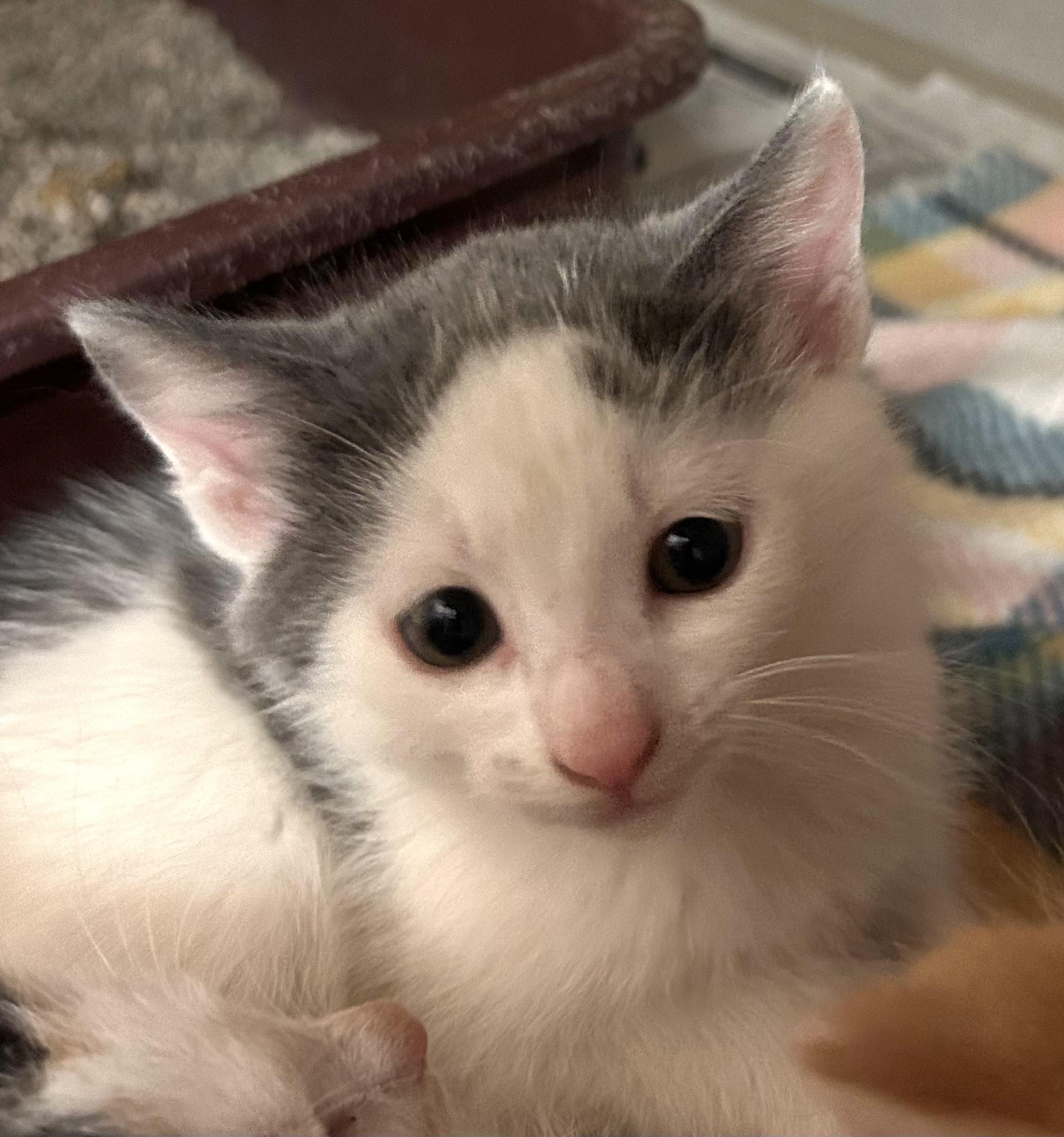 Enlarge Ocean Spray, a Adoptable Domestic Short Hair in Mason City, IA image 3/3