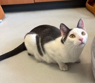 Enlarge Ocean Spray, a Adoptable Domestic Short Hair in Mason City, IA image 1/4