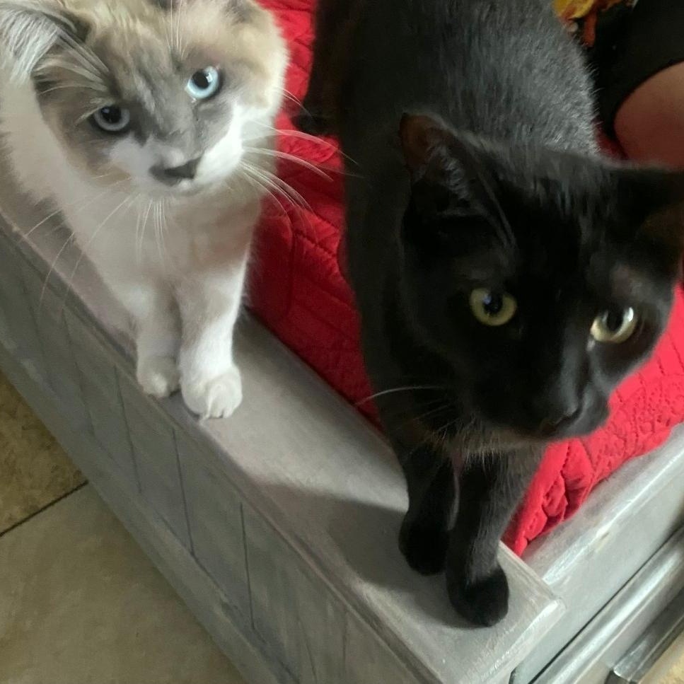 PonPon (Siamese Bobtail) and Choco (Bombay) -Bonded Pair, ADOPTABLE, Adult • Male, Siamese & American Bobtail.