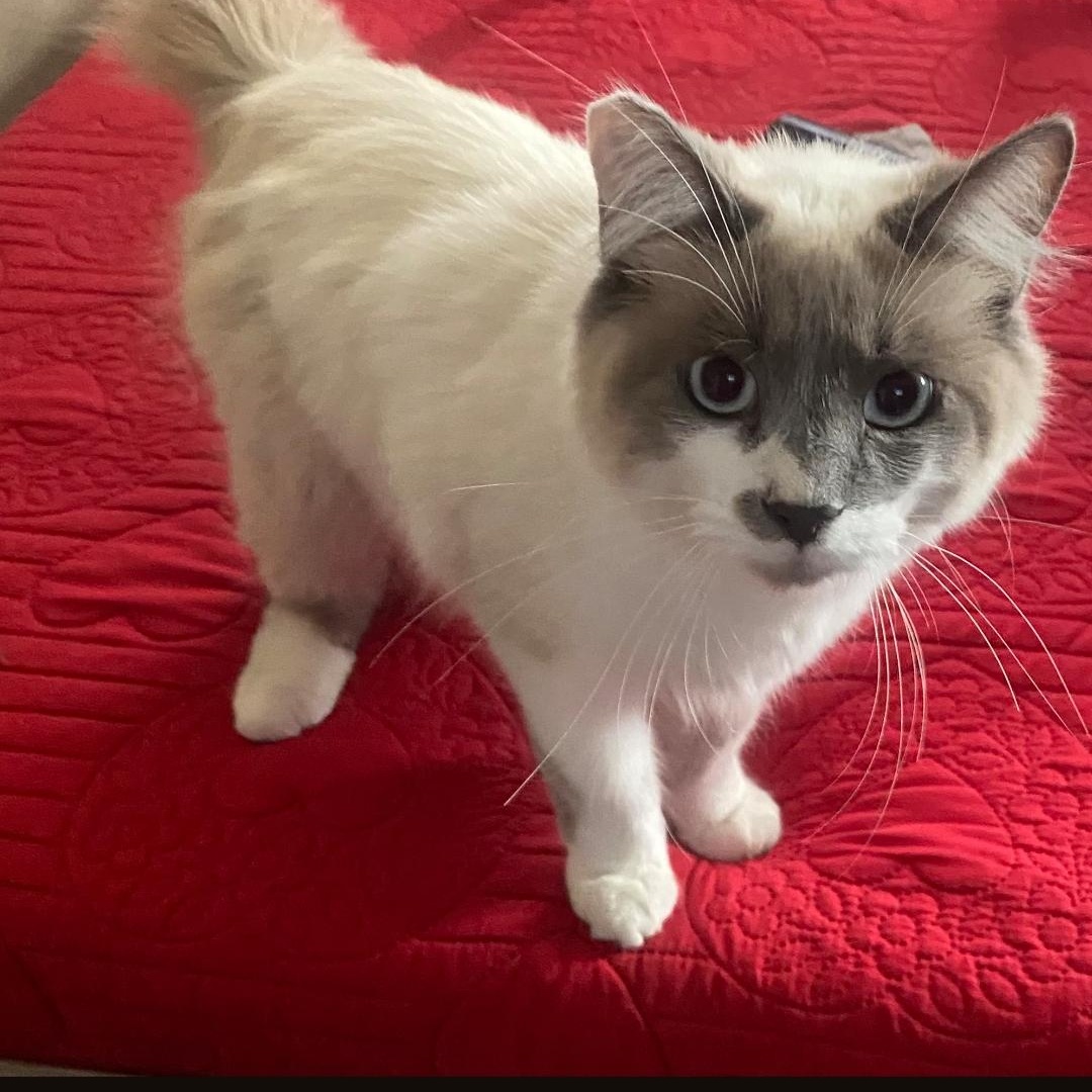 Enlarge PonPon (Siamese Bobtail) and Choco (Bombay) -Bonded Pair, a Adoptable mixed breed in Orange, CA image 2/6
