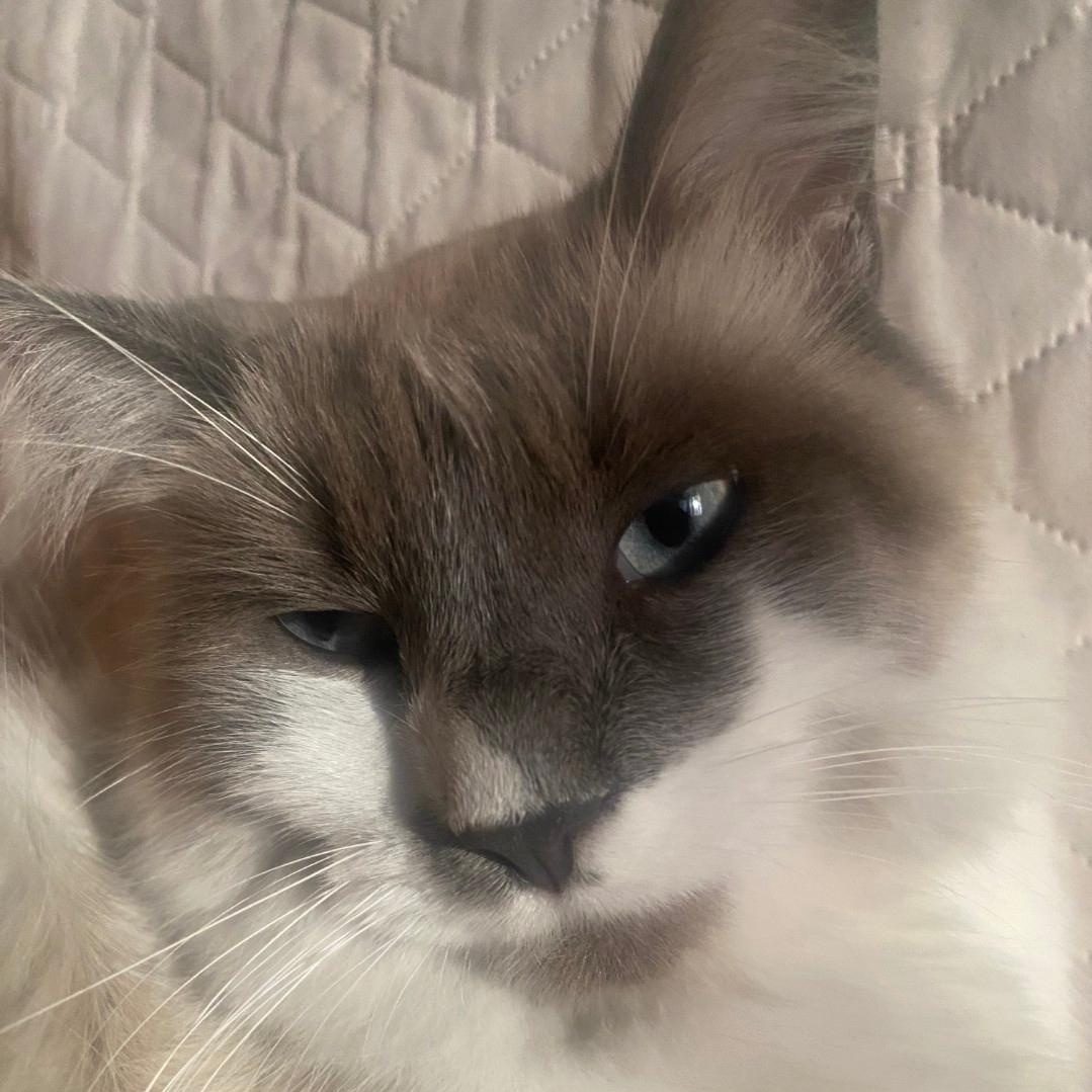 Enlarge PonPon (Siamese Bobtail) and Choco (Bombay) -Bonded Pair, a Adoptable mixed breed in Orange, CA image 6/6