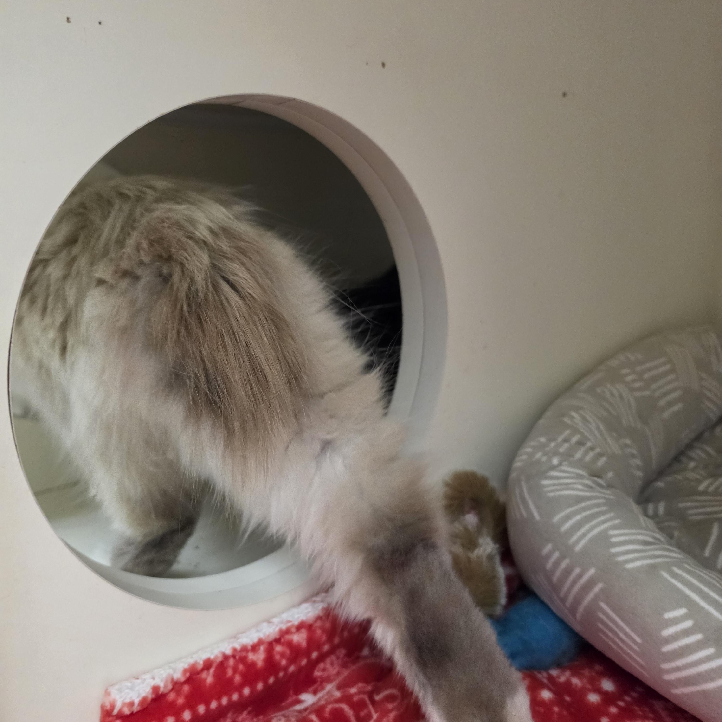 Enlarge PonPon (Siamese Bobtail) and Choco (Bombay) -Bonded Pair, a Adoptable mixed breed in Orange, CA image 4/6