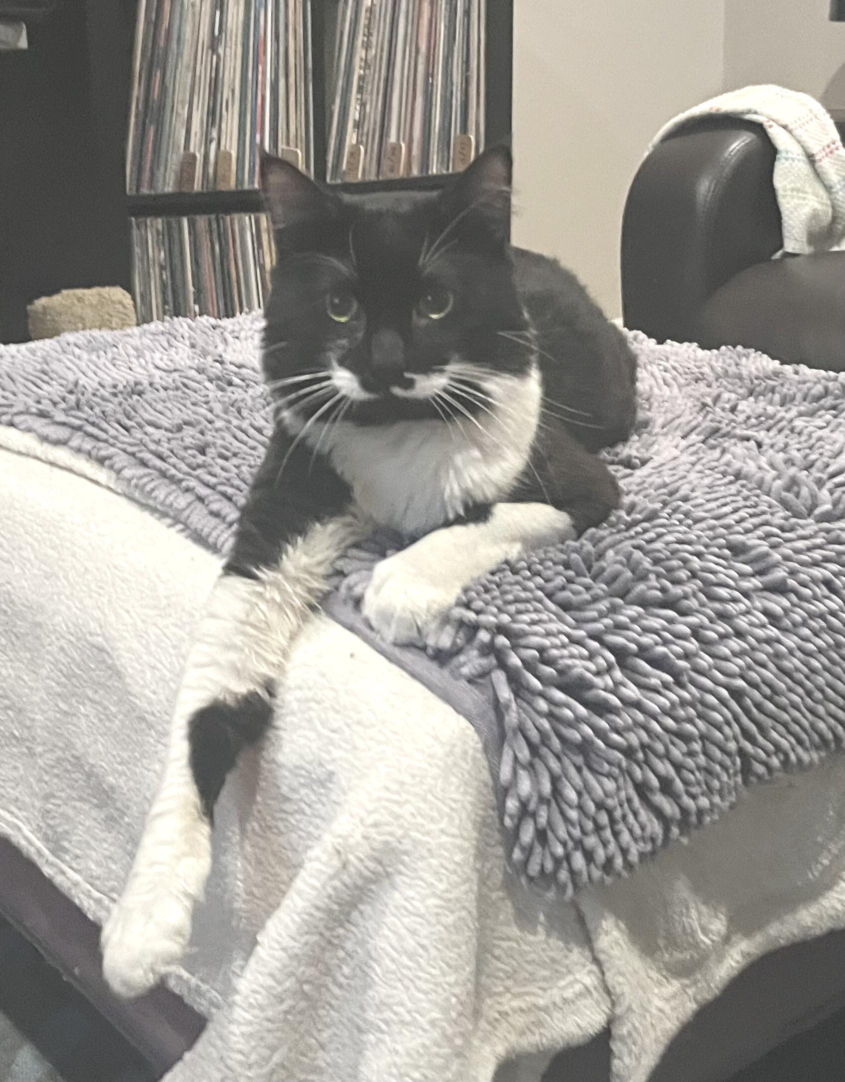 Zeus, an adopted Tuxedo in South San Francisco, CA image 3/4
