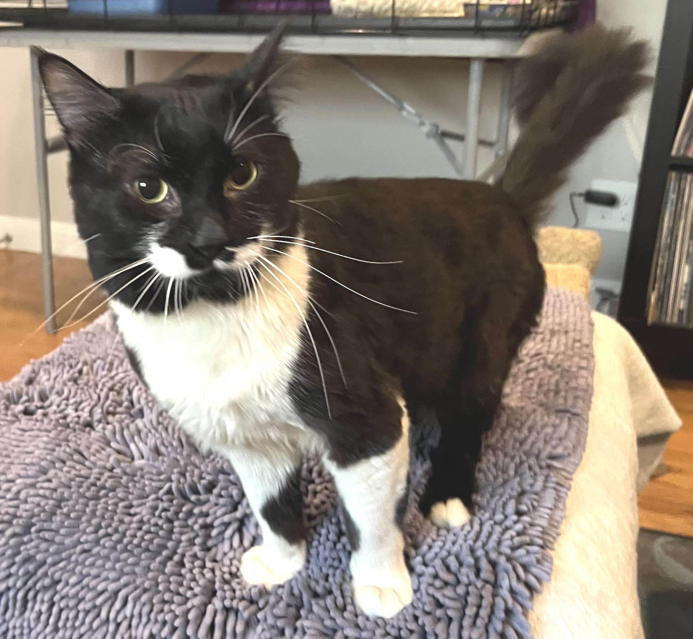 Zeus, an adopted Tuxedo in South San Francisco, CA image 4/4