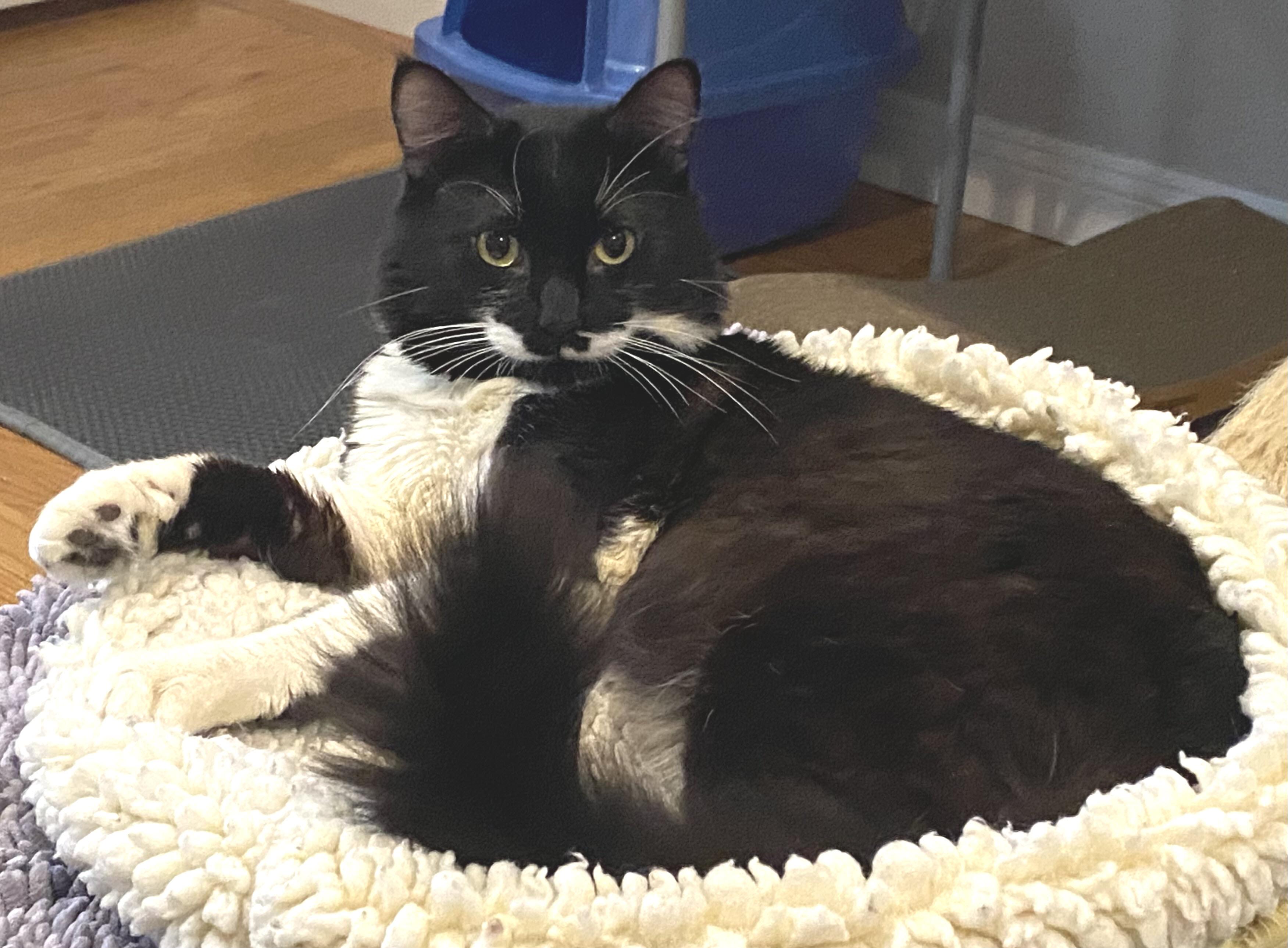 Zeus, an adopted Tuxedo in South San Francisco, CA image 1/4