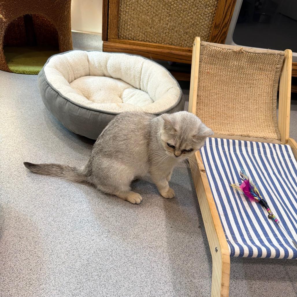 Q-Tip, a Adoptable British Shorthair in Oyster Bay, NY image 1/6