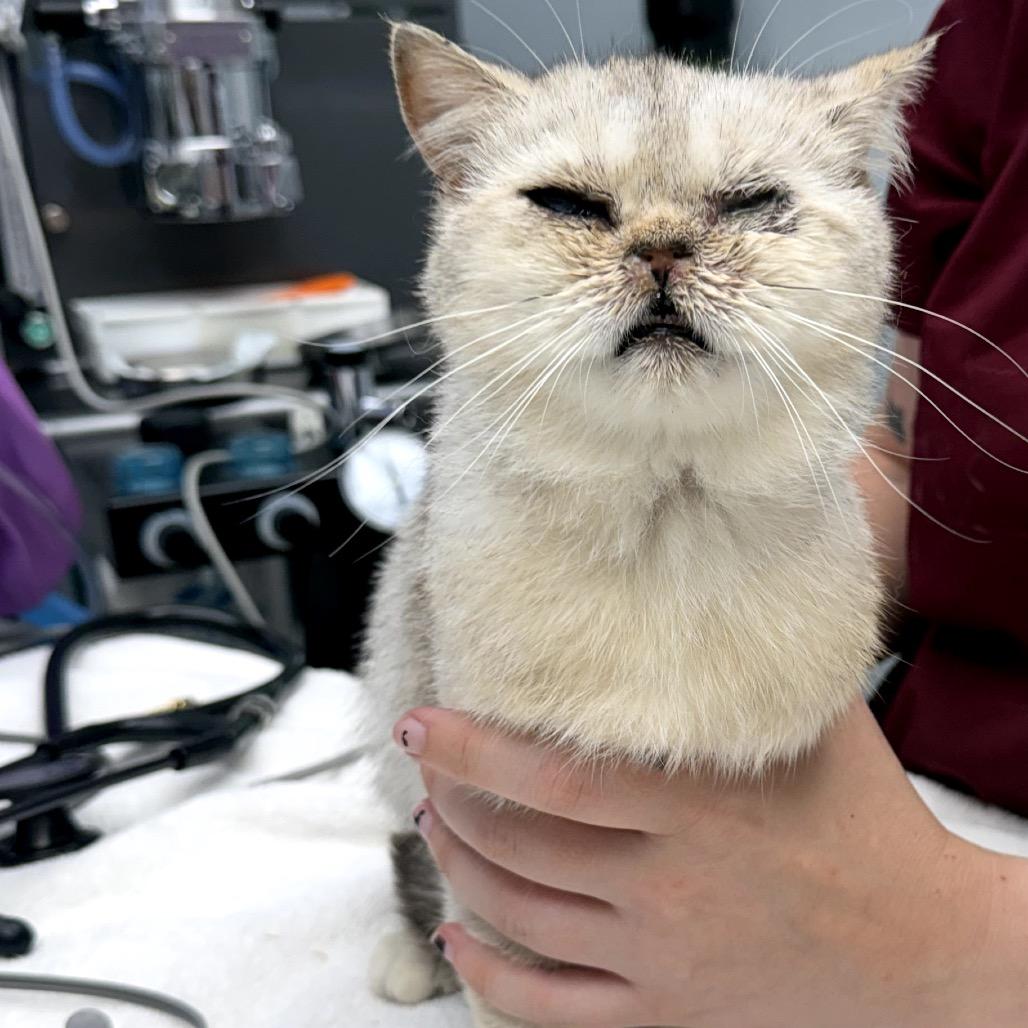 Q-Tip, a Adoptable British Shorthair in Oyster Bay, NY image 2/6