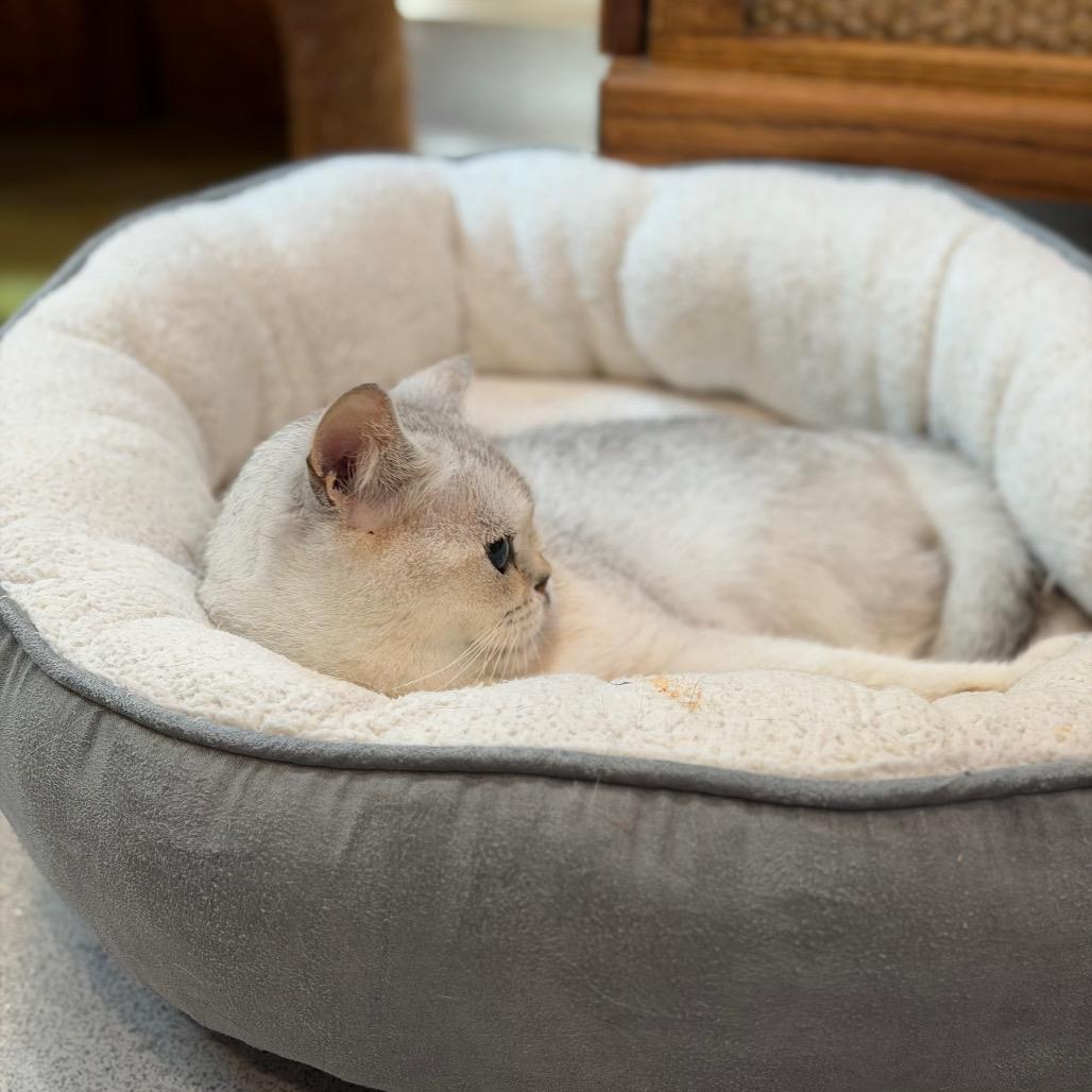 Q-Tip, a Adoptable British Shorthair in Oyster Bay, NY image 3/6