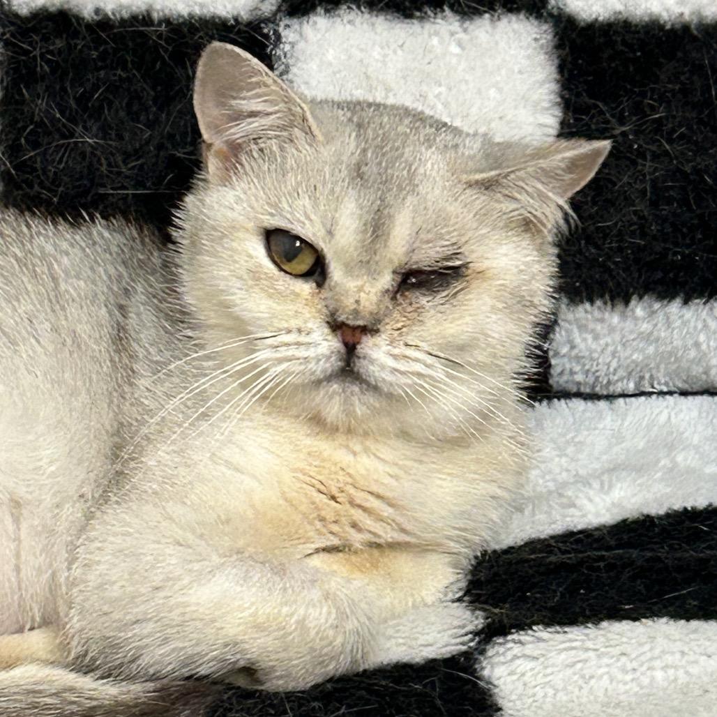 Q-Tip, a Adoptable British Shorthair in Oyster Bay, NY image 4/6