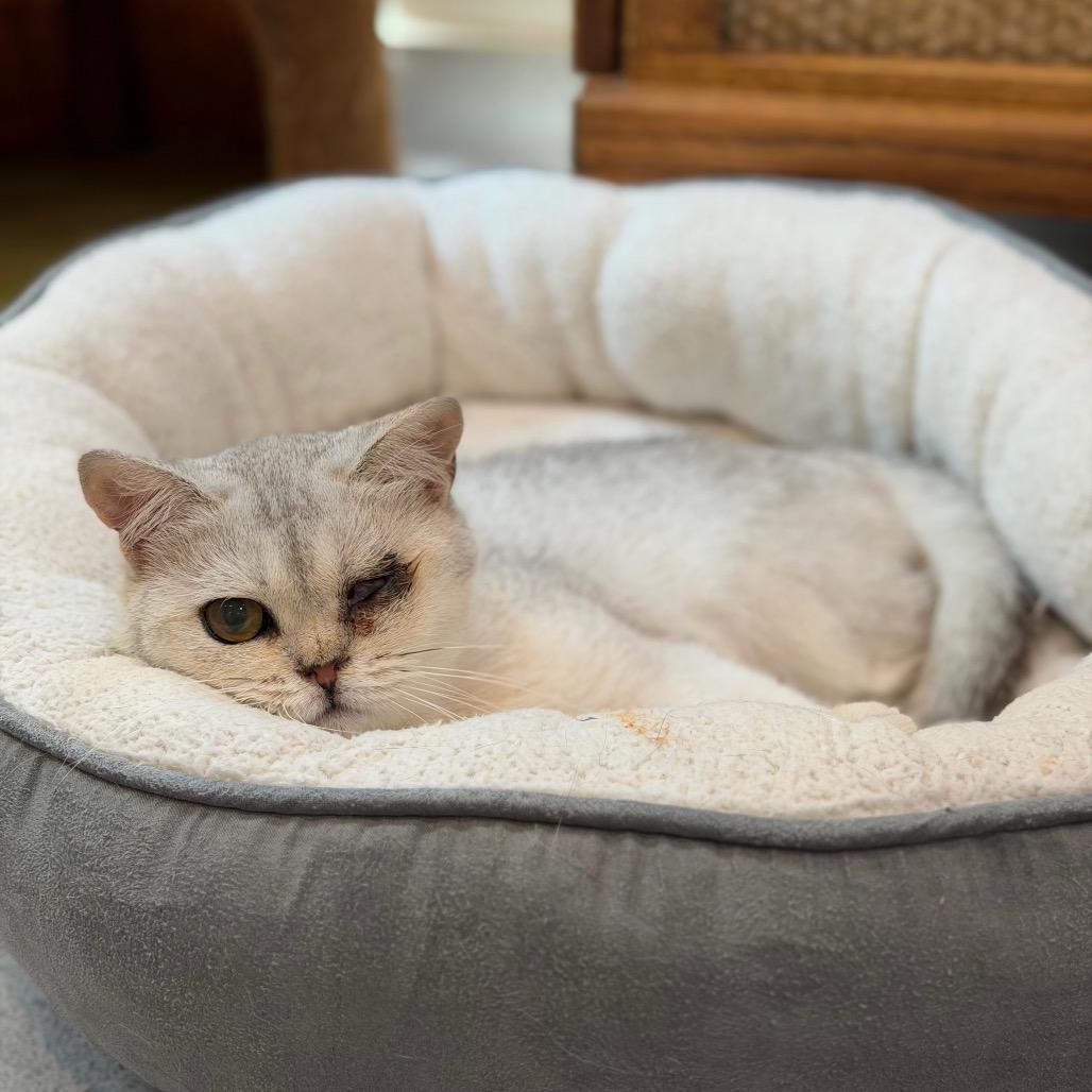 Q-Tip, a Adoptable British Shorthair in Oyster Bay, NY image 5/6
