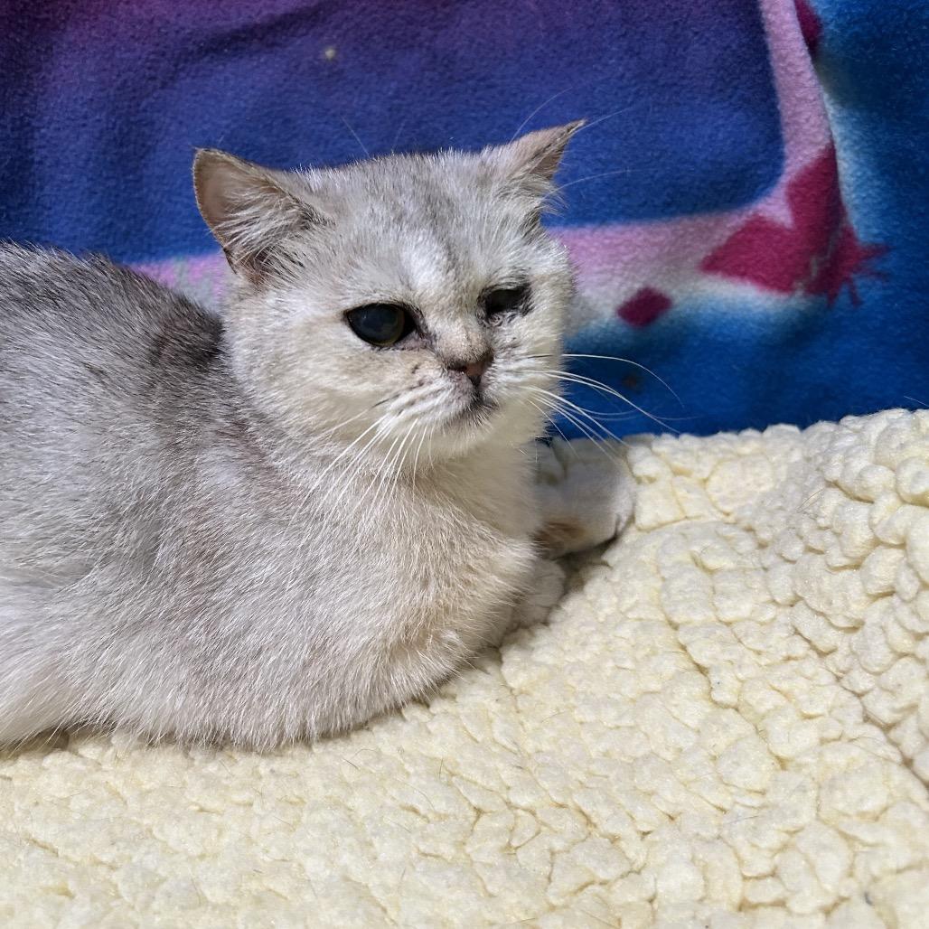 Q-Tip, a Adoptable British Shorthair in Oyster Bay, NY image 6/6