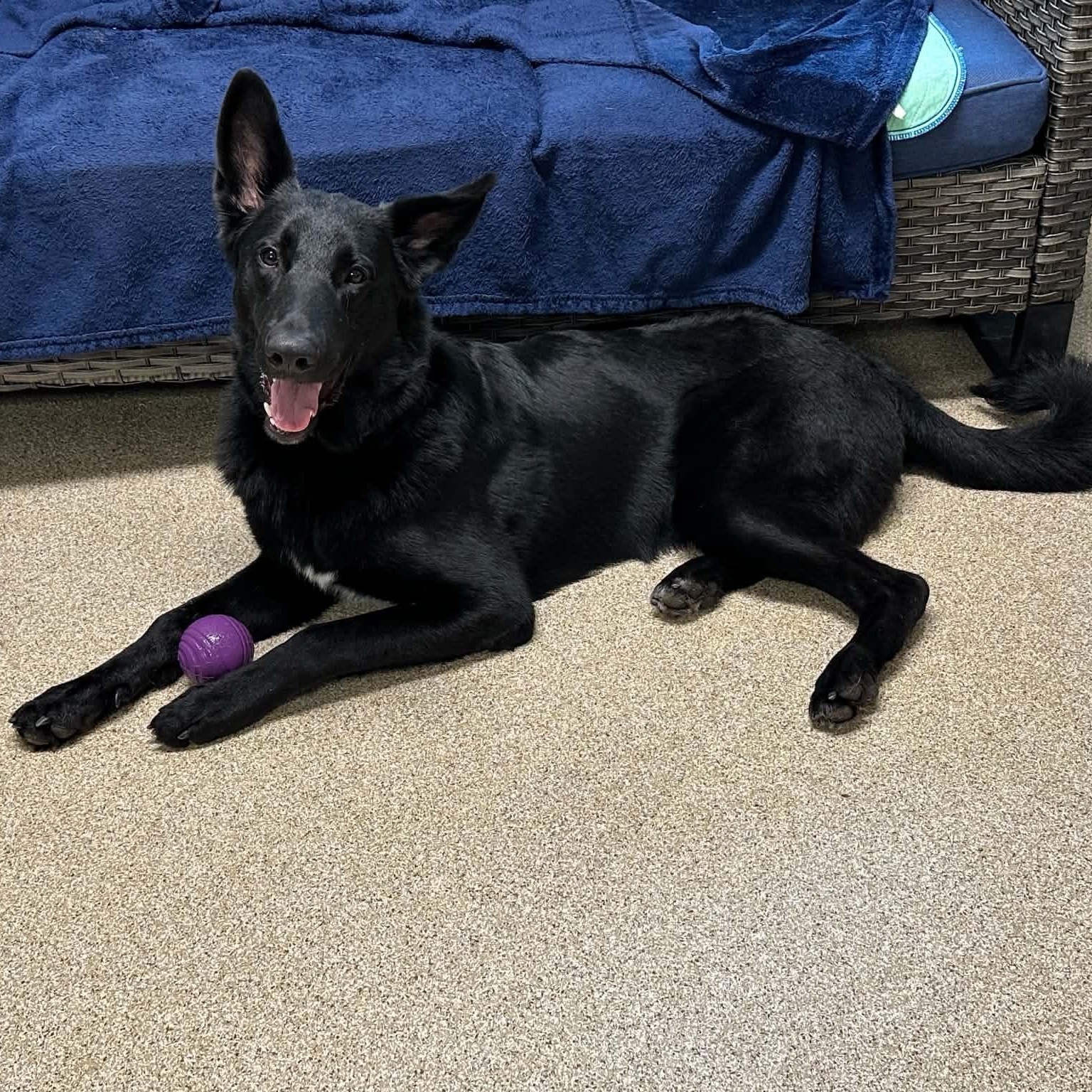 Enlarge Rex, a Adoptable German Shepherd Dog in Sunderland, MD image 4/5