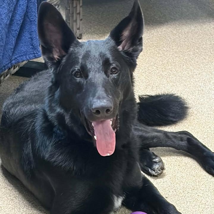Rex, Adoptable, Young Male German Shepherd Dog.