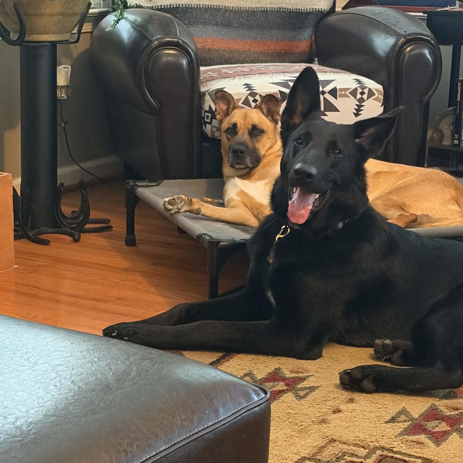 Enlarge Rex, a Adoptable German Shepherd Dog in Sunderland, MD image 2/5