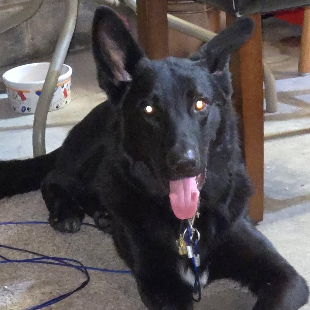 Enlarge Rex, a Adoptable German Shepherd Dog in Sunderland, MD image 3/5