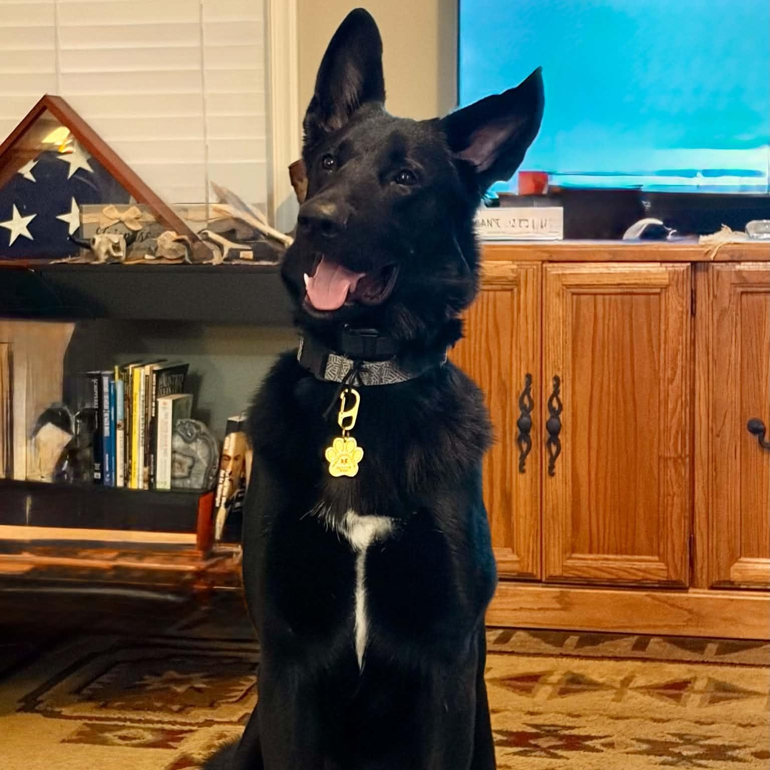 Enlarge Rex, a Adoptable German Shepherd Dog in Sunderland, MD image 5/5
