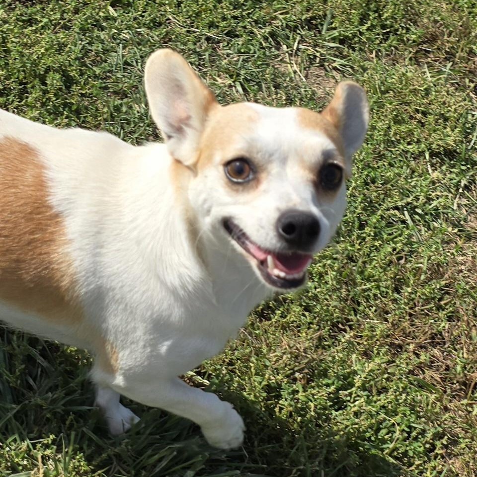 Juice, Adoptable, Young Female Chihuahua & Rat Terrier.