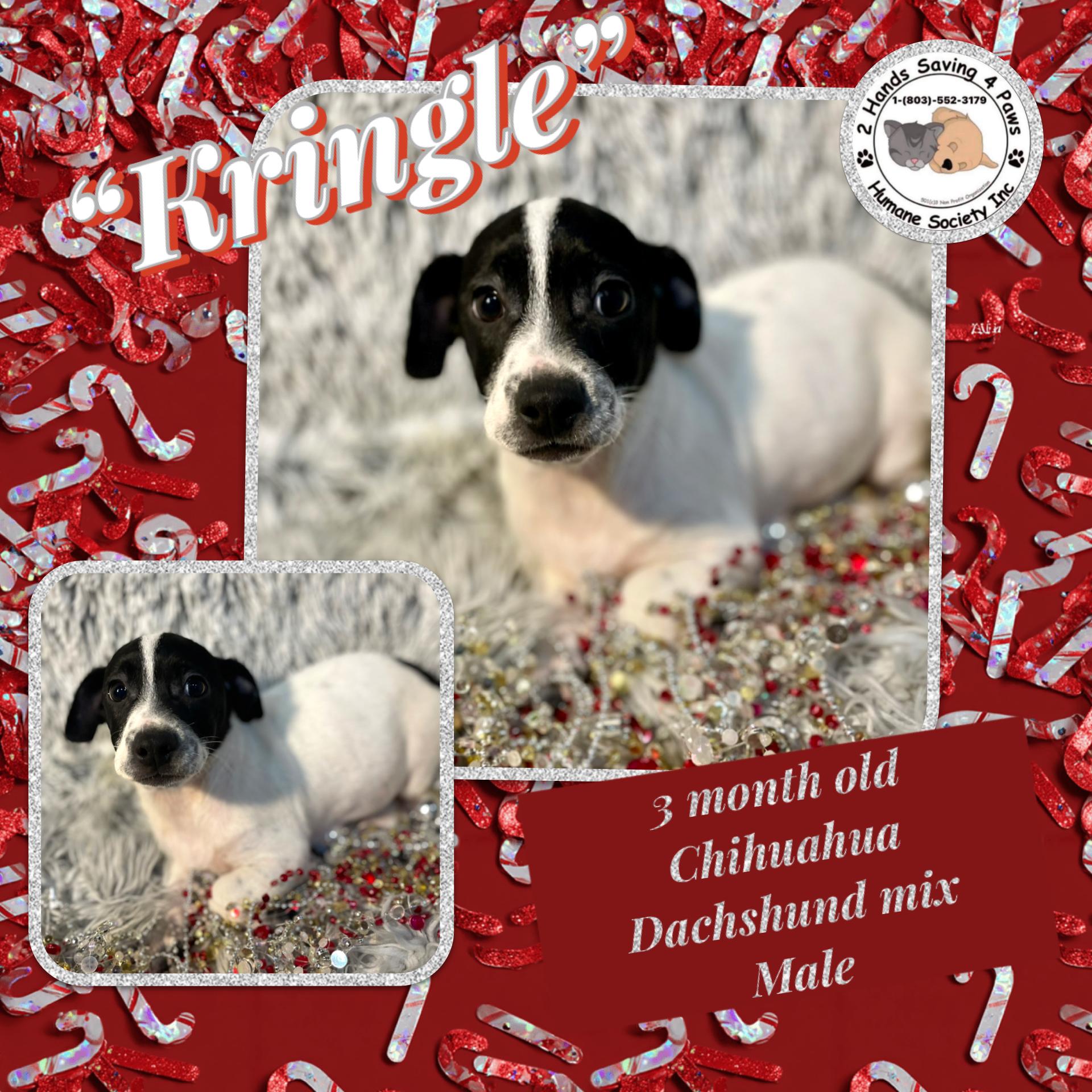 Kringle , ADOPTABLE, Puppy Male Chihuahua & Dachshund.