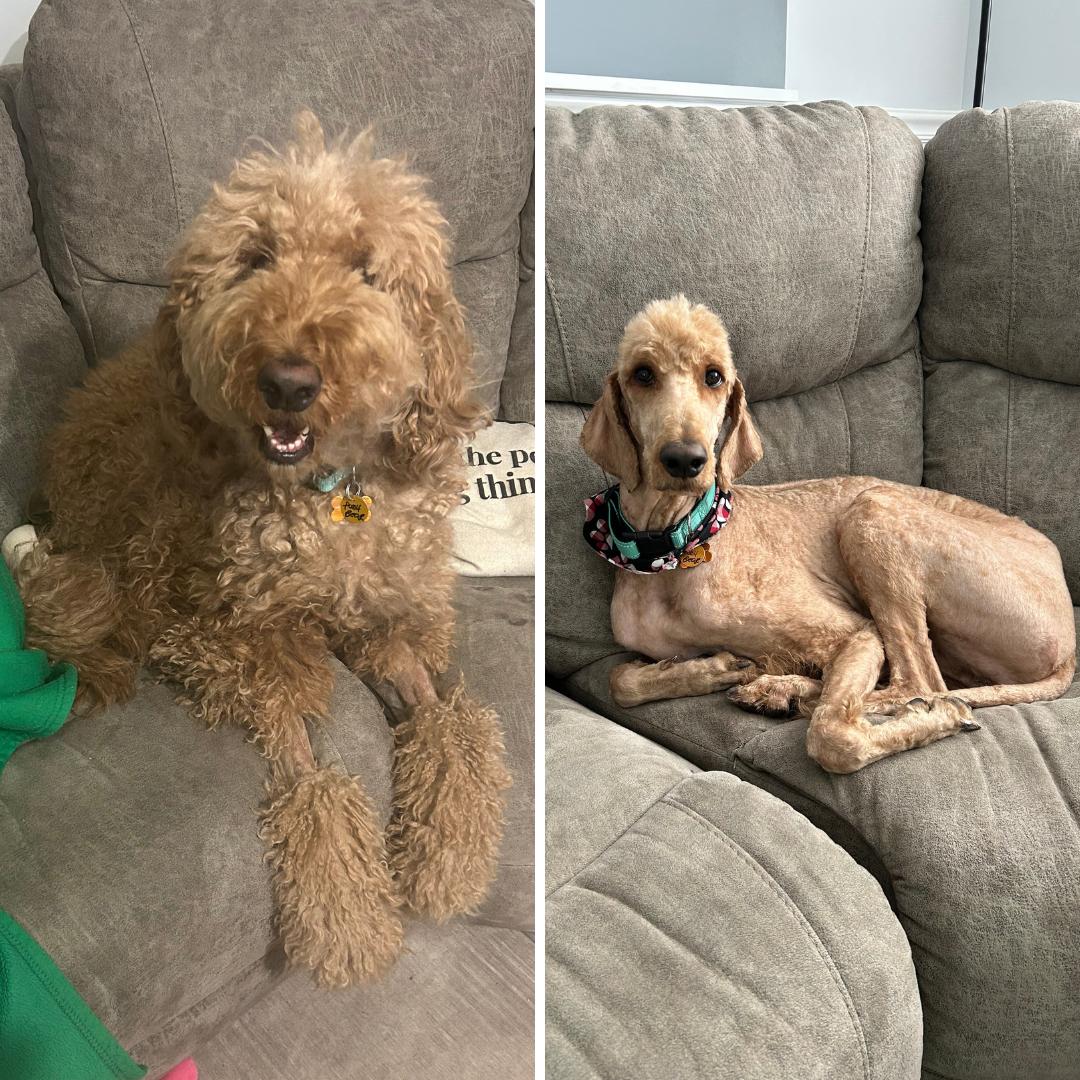 Enlarge Pooh Bear, a ADOPTABLE mixed breed in Normal, IL image 4/6