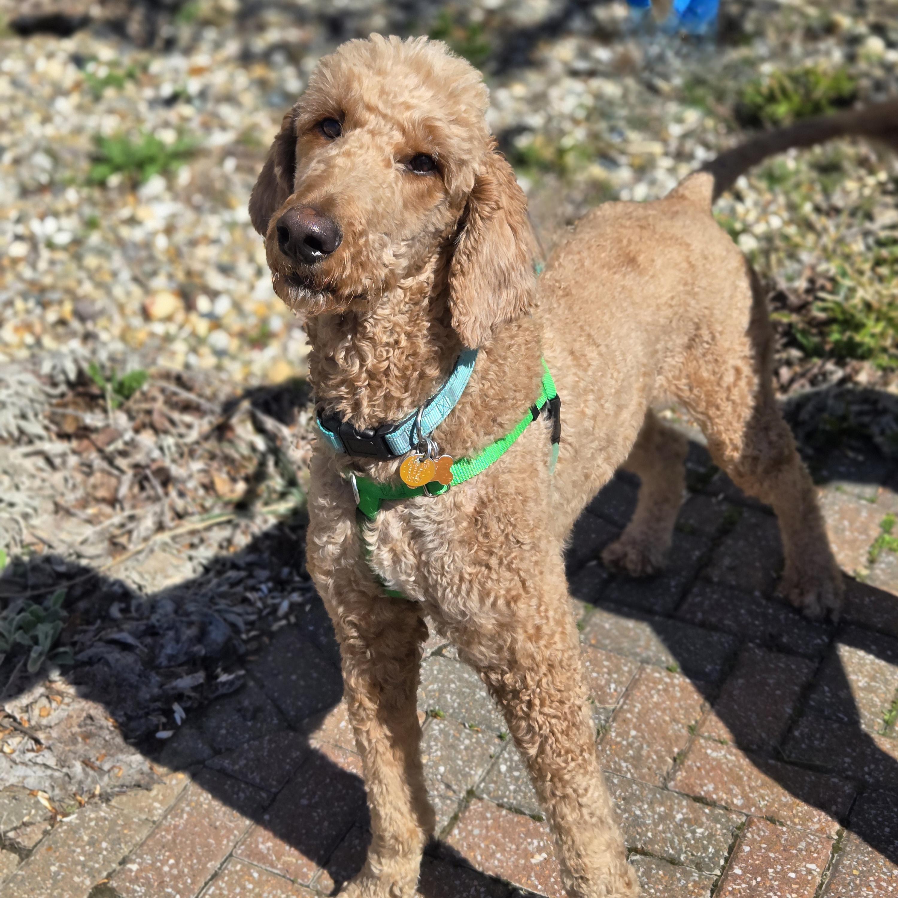 Enlarge Pooh Bear, a ADOPTABLE mixed breed in Normal, IL image 2/6