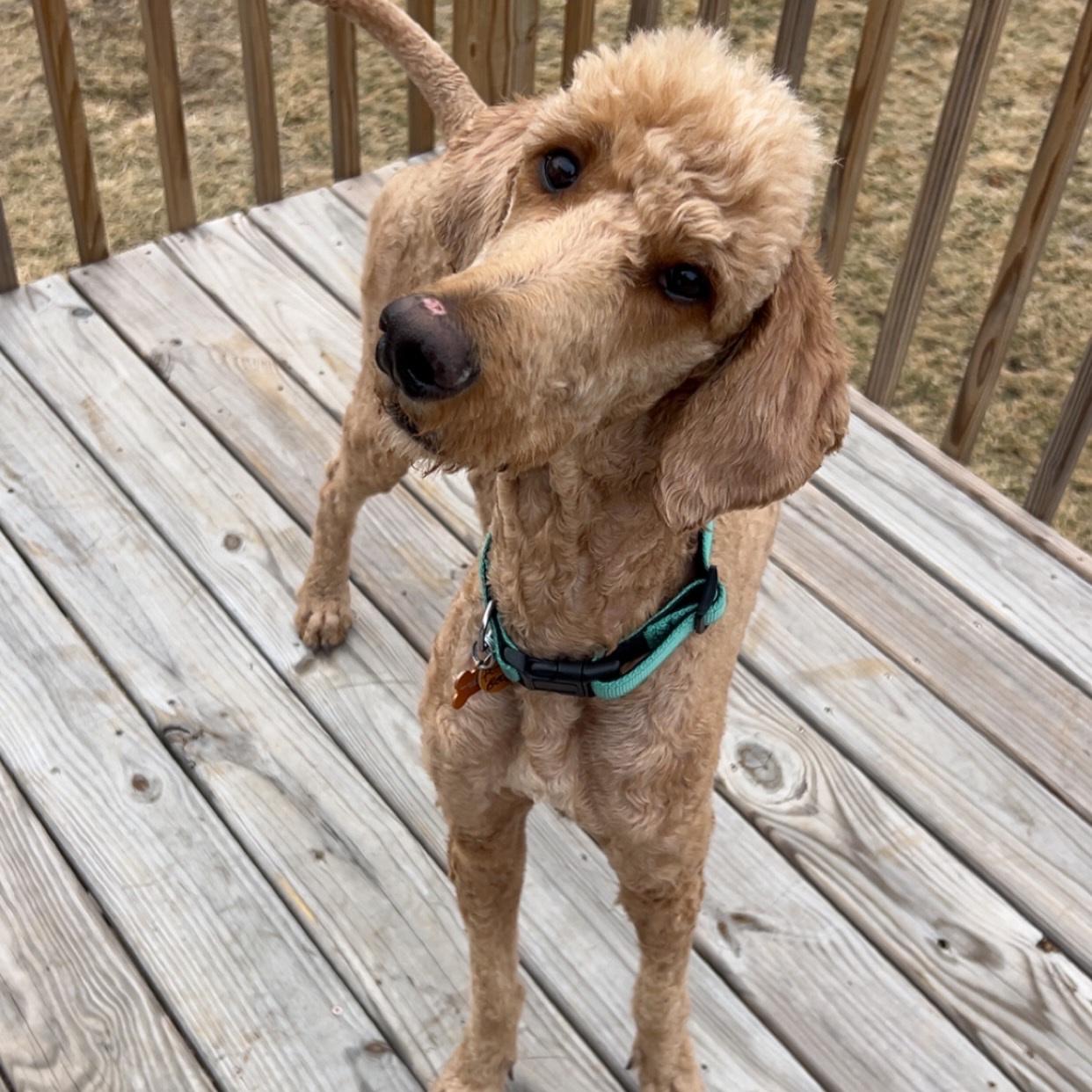 Enlarge Pooh Bear, a ADOPTABLE mixed breed in Normal, IL image 5/6