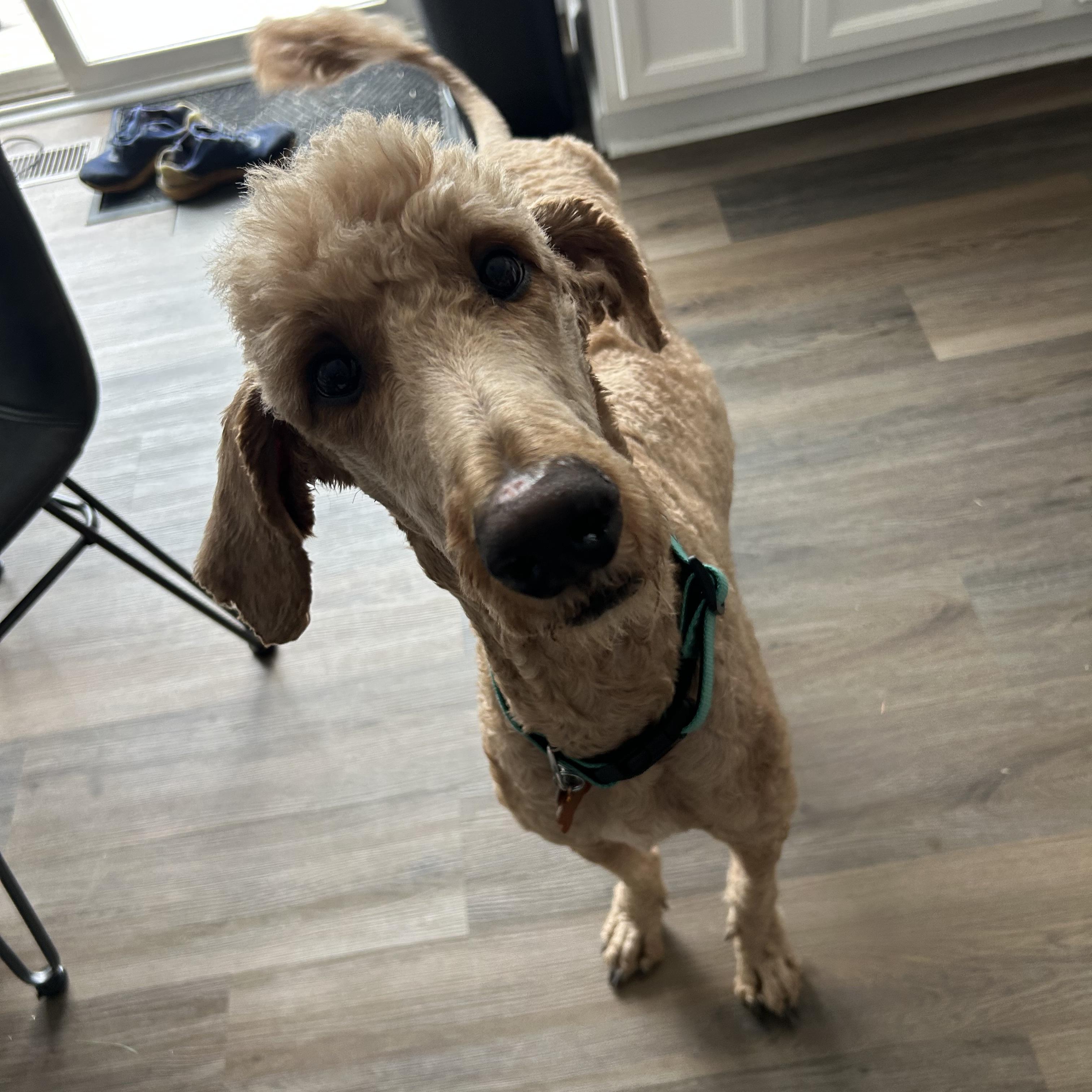 Enlarge Pooh Bear, a ADOPTABLE mixed breed in Normal, IL image 6/6