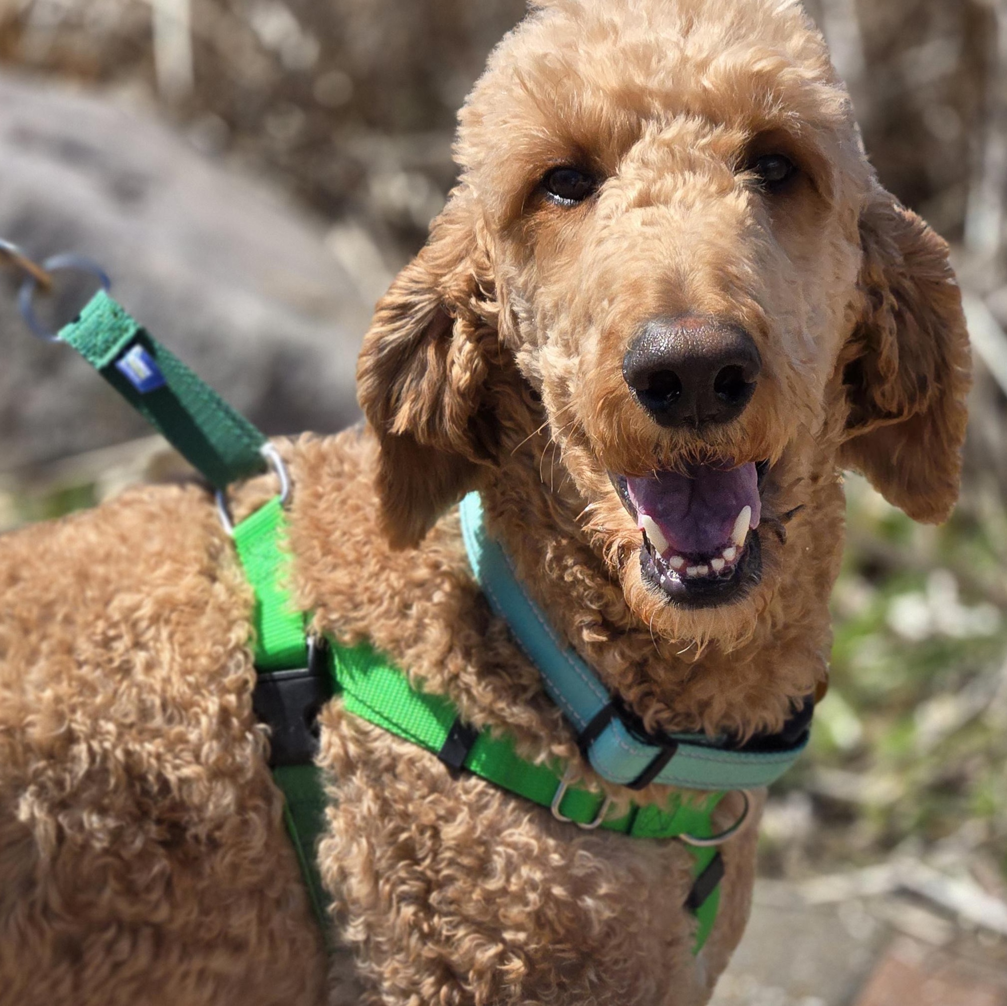 Pooh Bear, ADOPTABLE, Adult Male Irish Setter & Poodle.