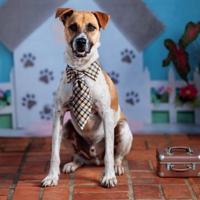 Simba, an adoptable Black Mouth Cur in Caguas, PR, 00726 | Photo Image 1