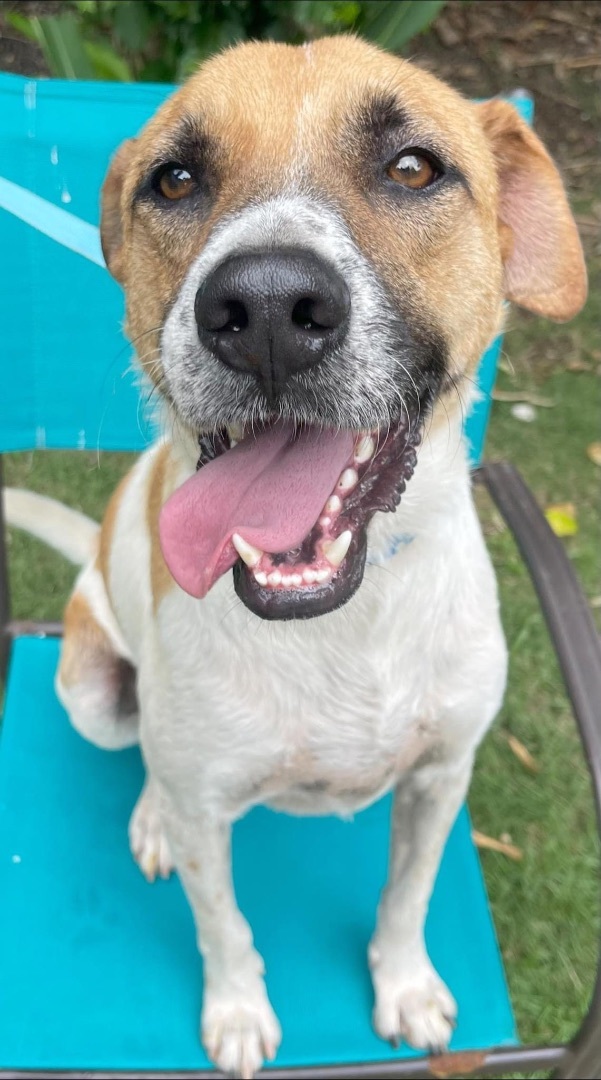 Simba, an adoptable Black Mouth Cur in Caguas, PR, 00726 | Photo Image 2