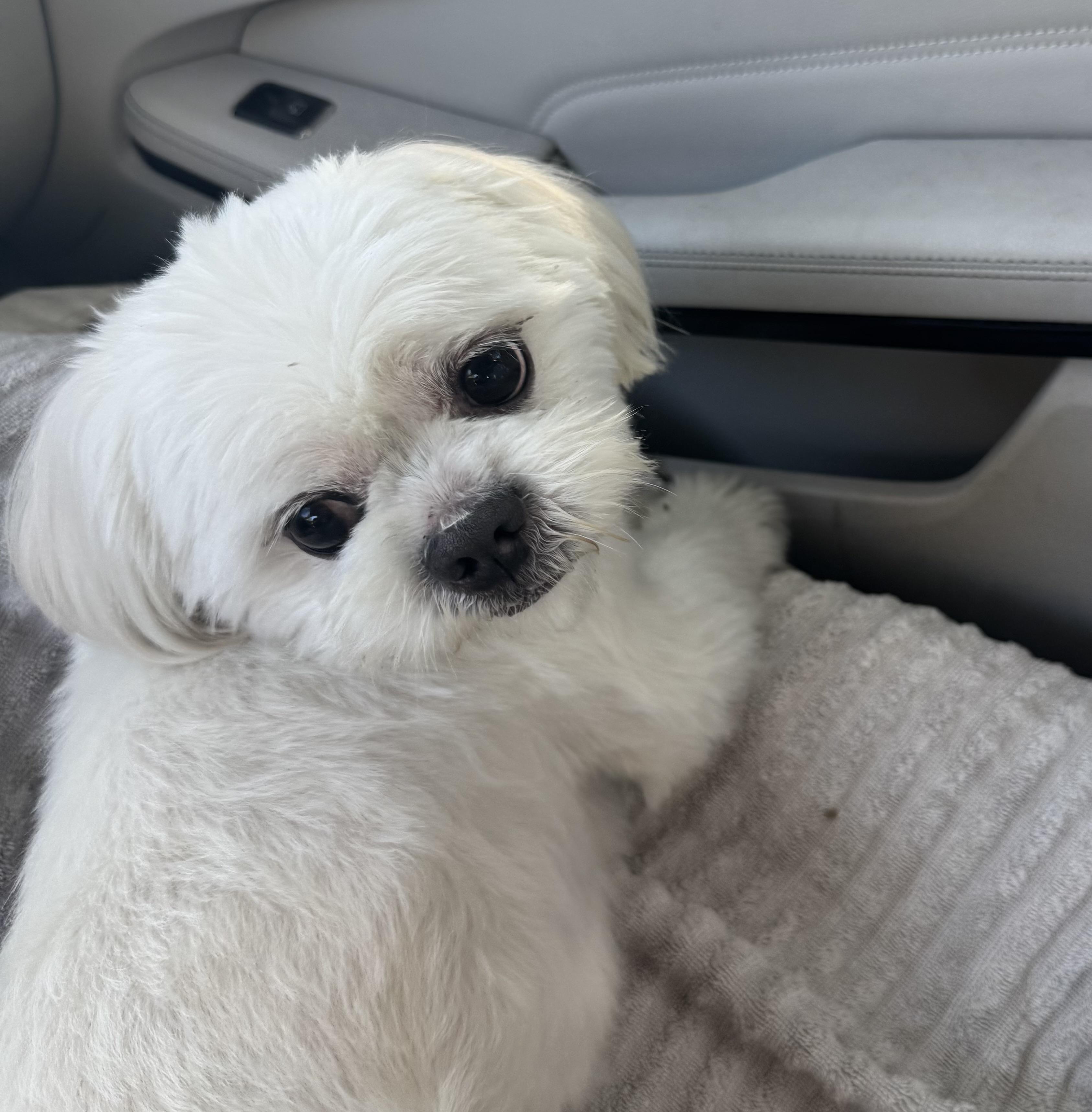 Enlarge Finnegan , a ADOPTABLE Maltese in Lake Worth, FL image 1/5