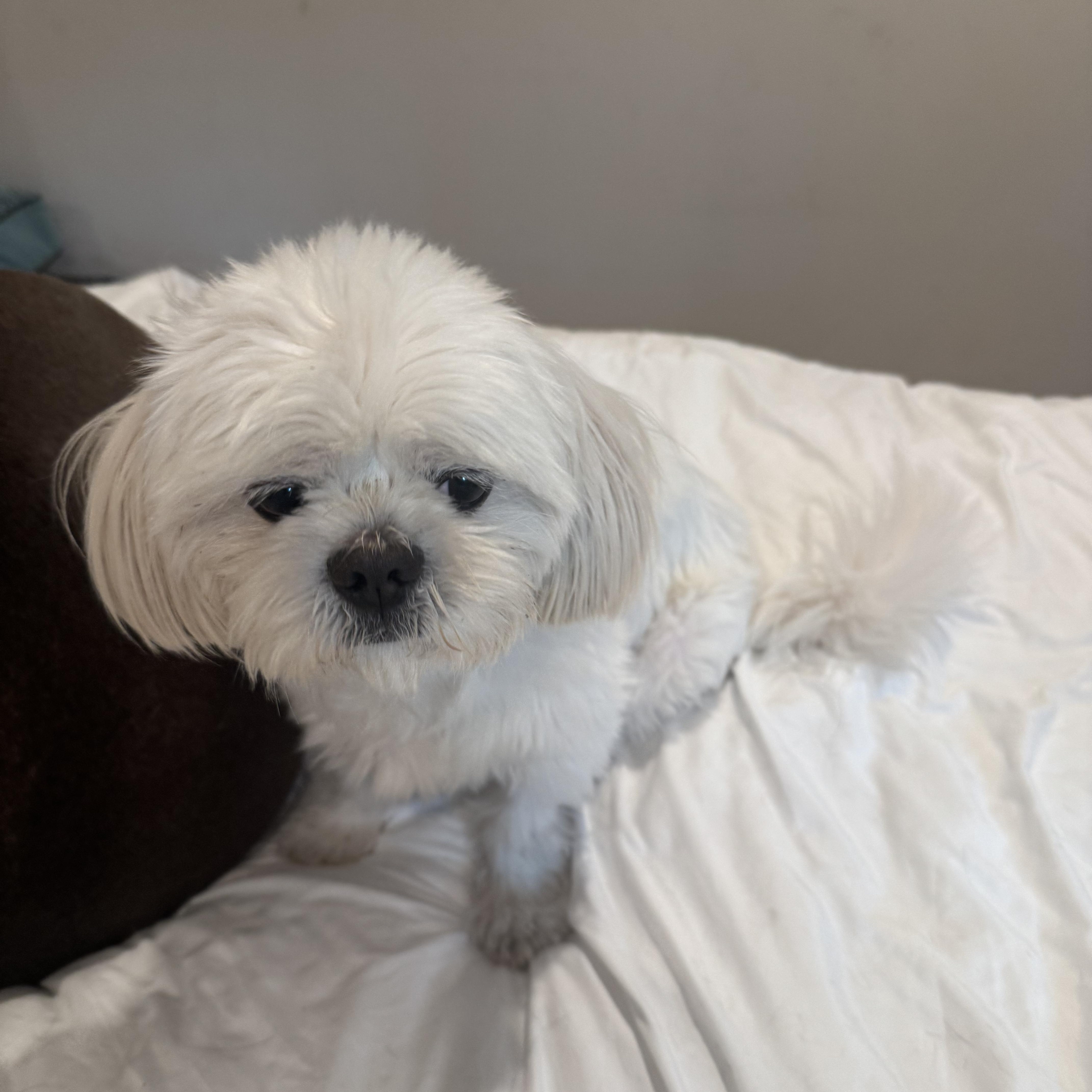 Enlarge Finnegan , a ADOPTABLE Maltese in Lake Worth, FL image 4/5