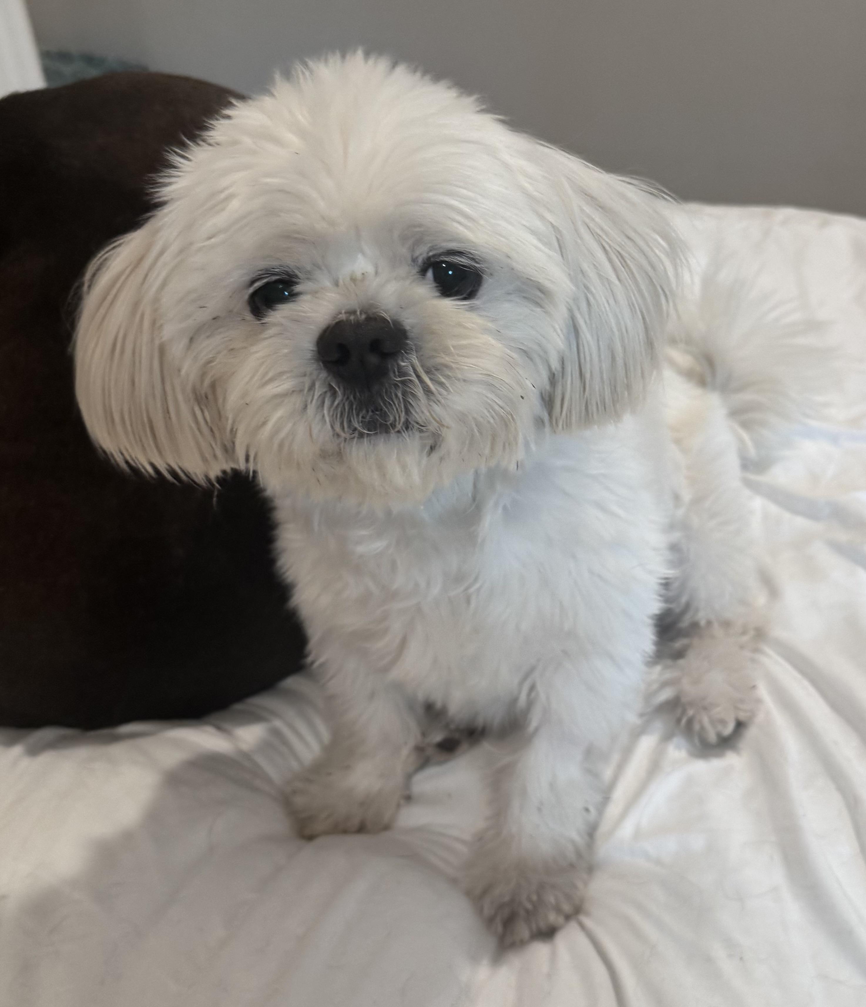 Enlarge Finnegan , a ADOPTABLE Maltese in Lake Worth, FL image 5/5