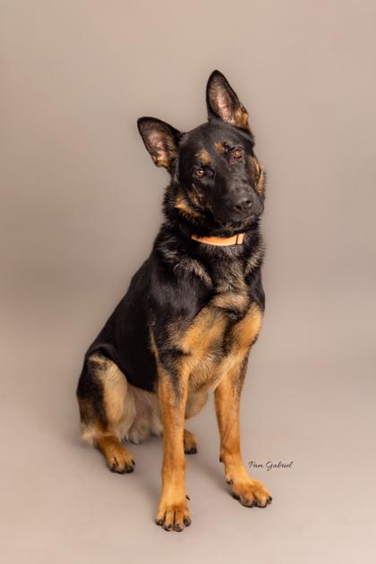 Cash, Adoptable, Adult Male German Shepherd Dog.
