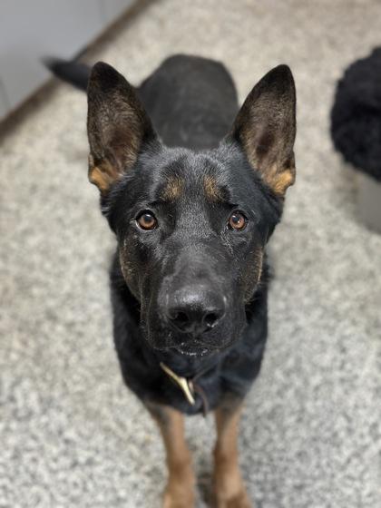 Cash, Adoptable, Adult Male German Shepherd Dog.