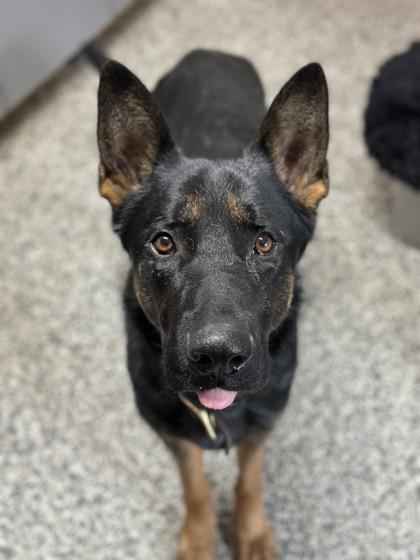 Enlarge Cash, a Adoptable German Shepherd Dog in Rhinelander, WI image 2/2