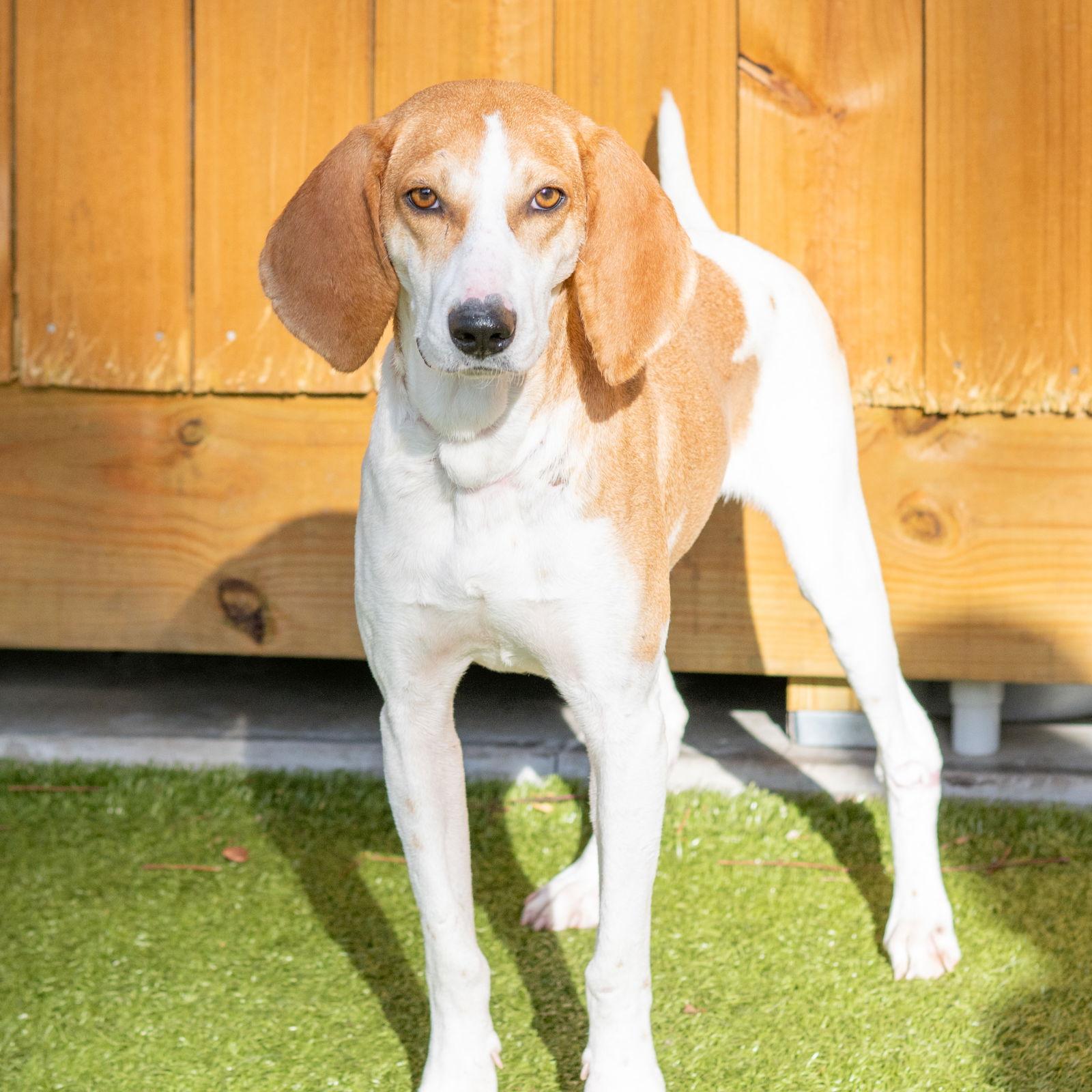 Enlarge Betty, a Adoptable Hound in Hilton Head Island, SC image 1/2