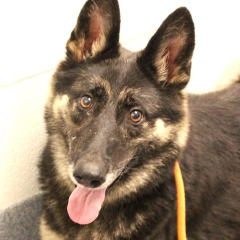 26-01503 WINONA, Adoptable, Adult Female German Shepherd Dog.