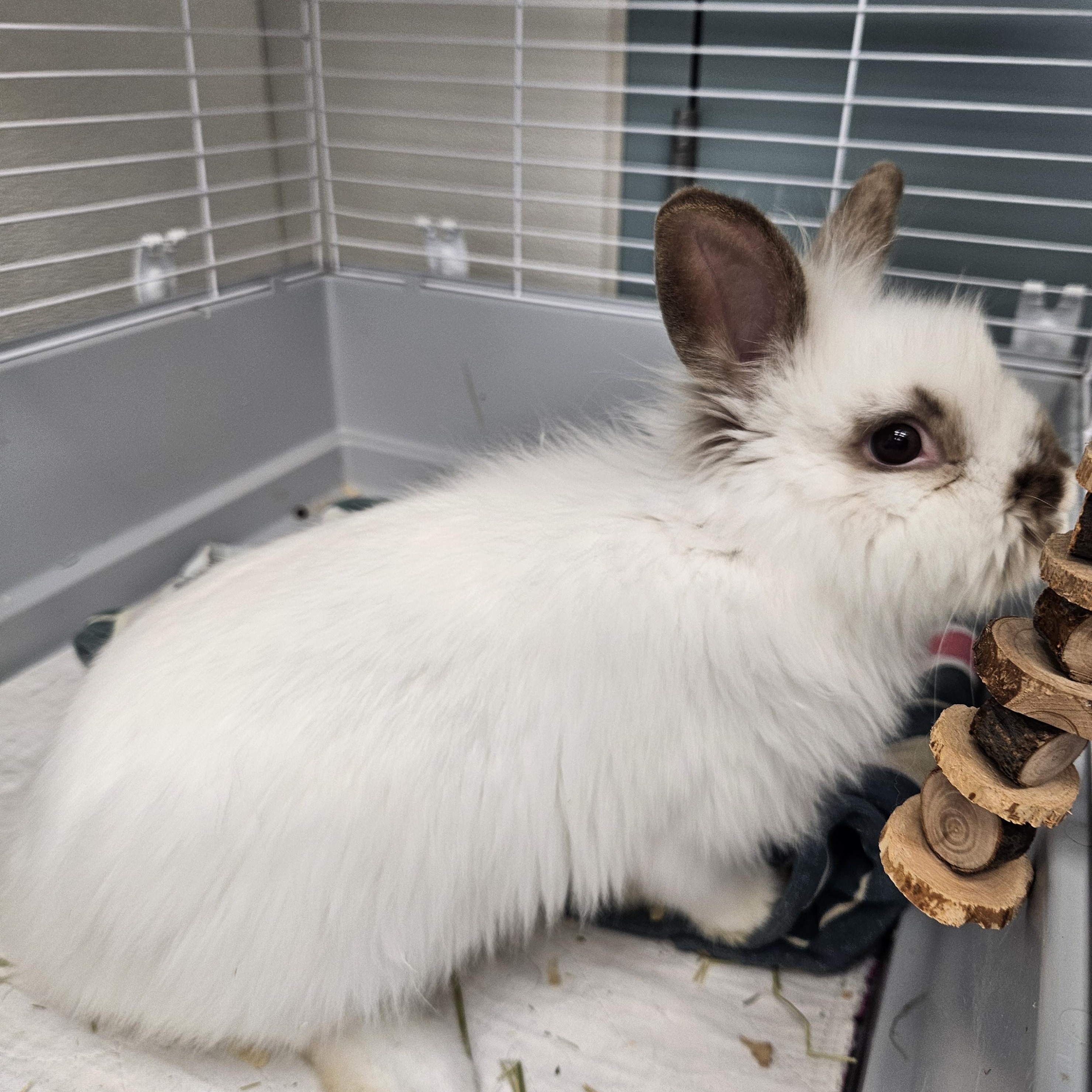 Hudson, an adopted Lionhead in Medfield, MA image 2/2