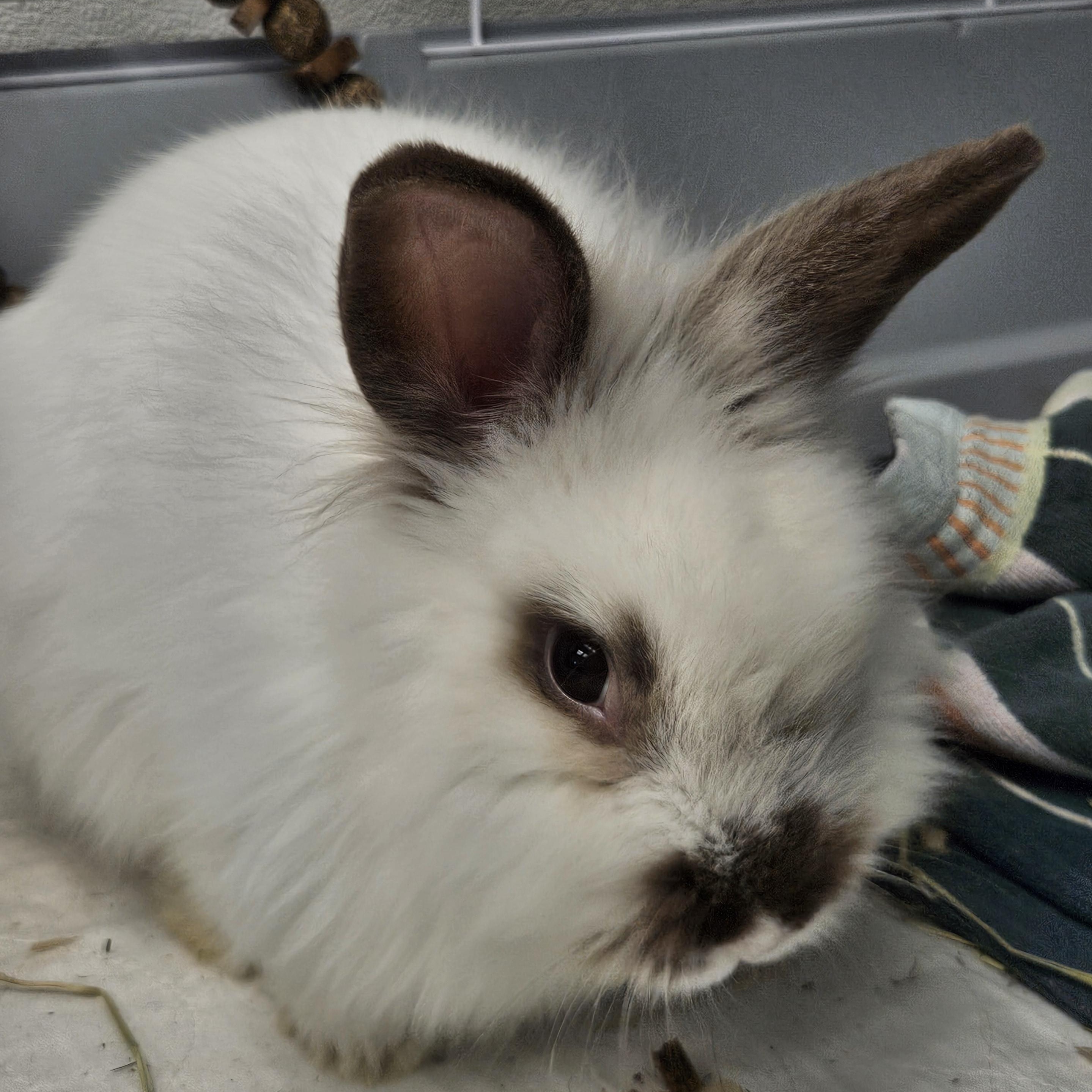 Hudson, an adopted Lionhead in Medfield, MA image 1/2