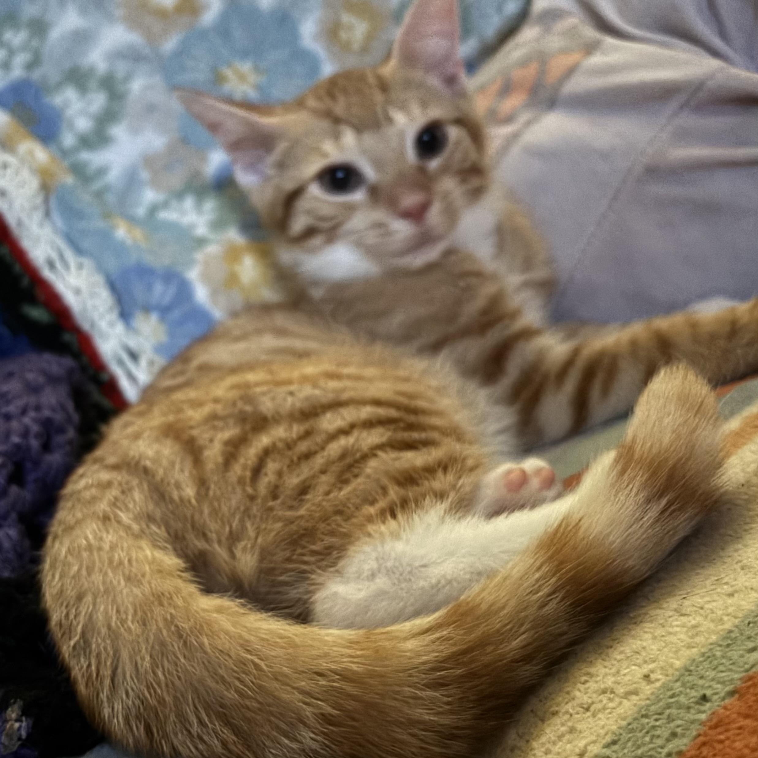 Timothy, an adopted Domestic Short Hair in Cranford, NJ image 2/4