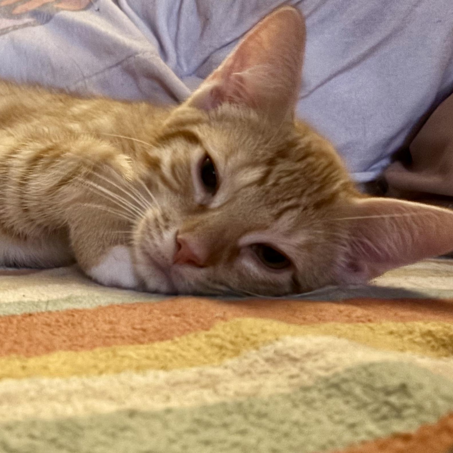 Timothy, an adopted Domestic Short Hair in Cranford, NJ image 4/4